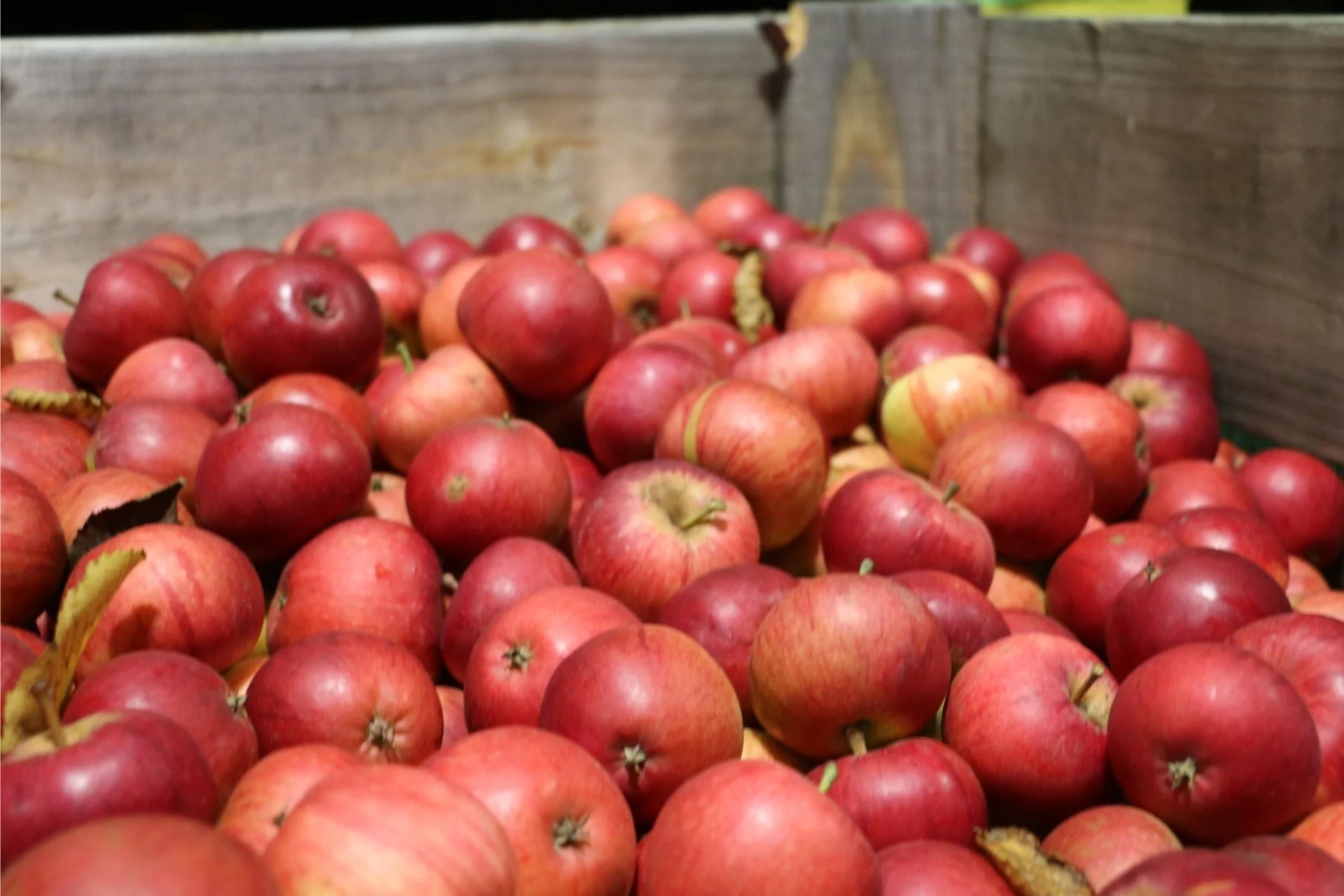 Äpfel in einer Holzkiste