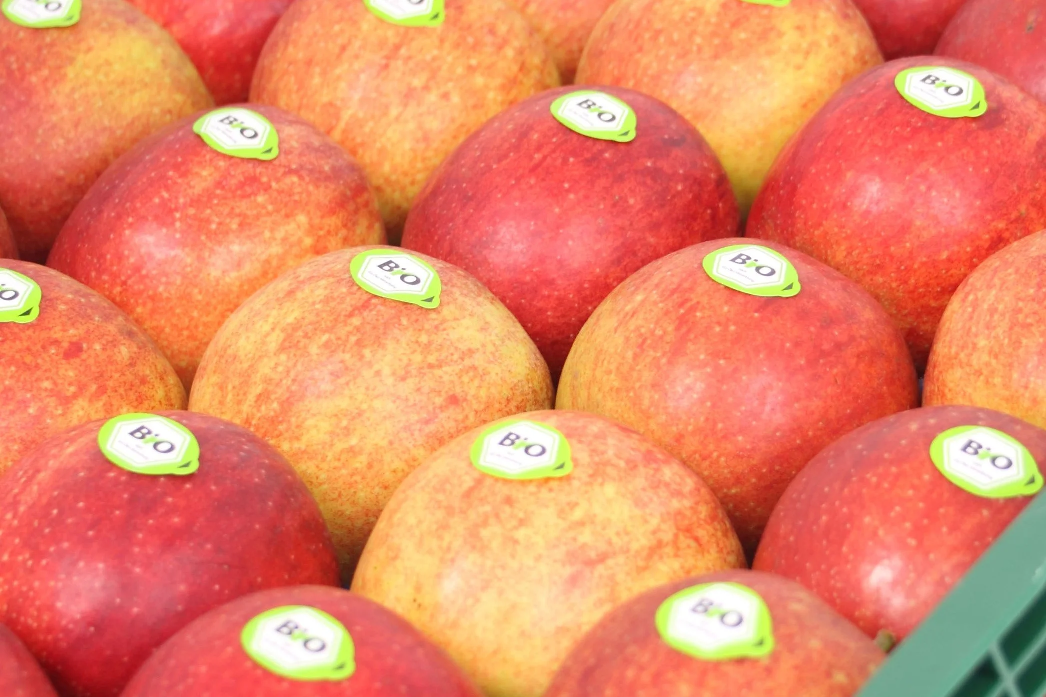Äpfel mit Bio-Aufklebern in einem Supermarktregal