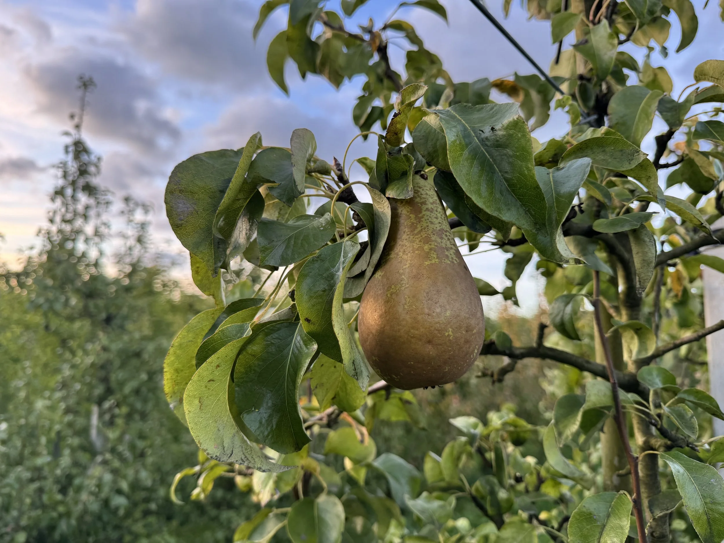 Eine reife Birne hängt an einem Baum, umgeben von grünen Blättern. Im Hintergrund sind weitere Bäume und ein bewölkter Himmel sichtbar.