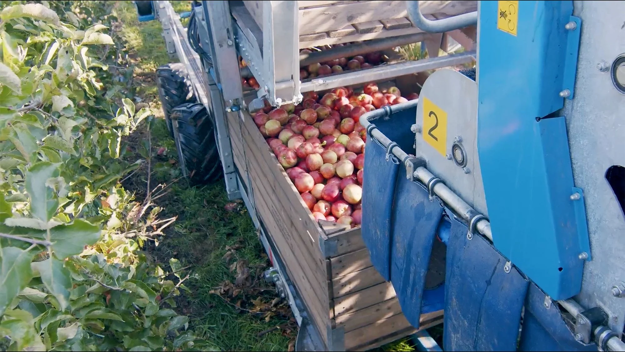 Äpfel werden von einer Maschine in einem Obstgarten geerntet.