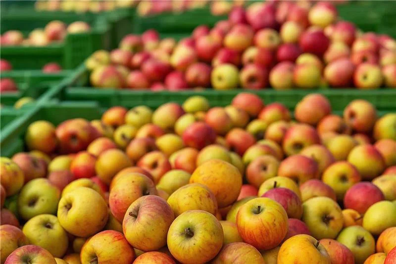 Äpfel in verschiedenen Farben in grünen Kisten