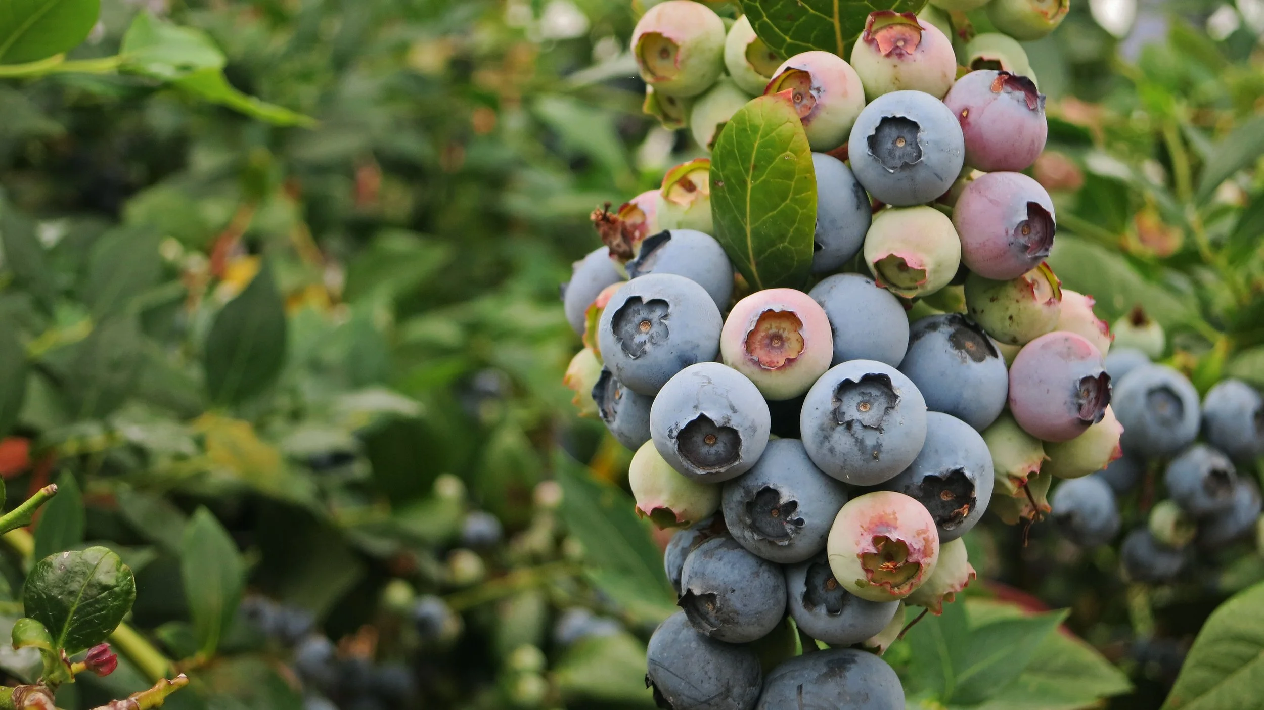 Eine Traube mit reifen Heidelbeeren wächst an einem Strauch, umgeben von grünen Blättern.