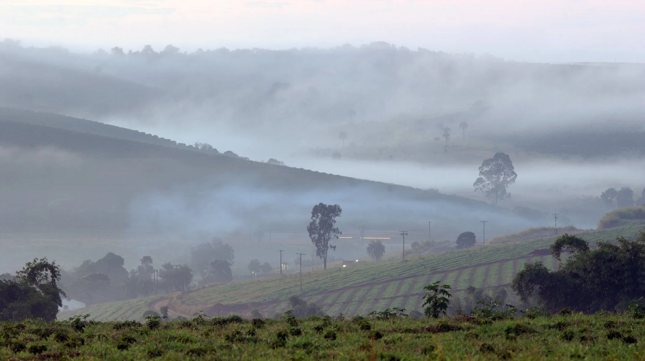 Our Coffees: Brazil - FAZENDA DA LAGOA