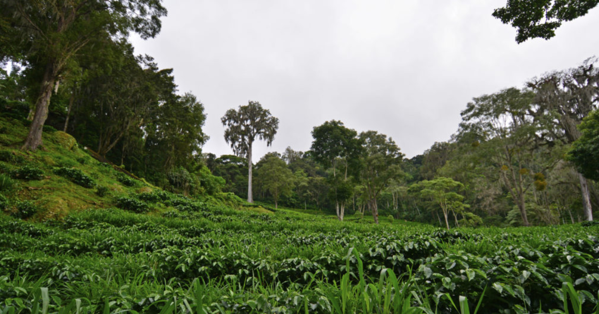 Our Coffees: Nicaragua - Plan vivo