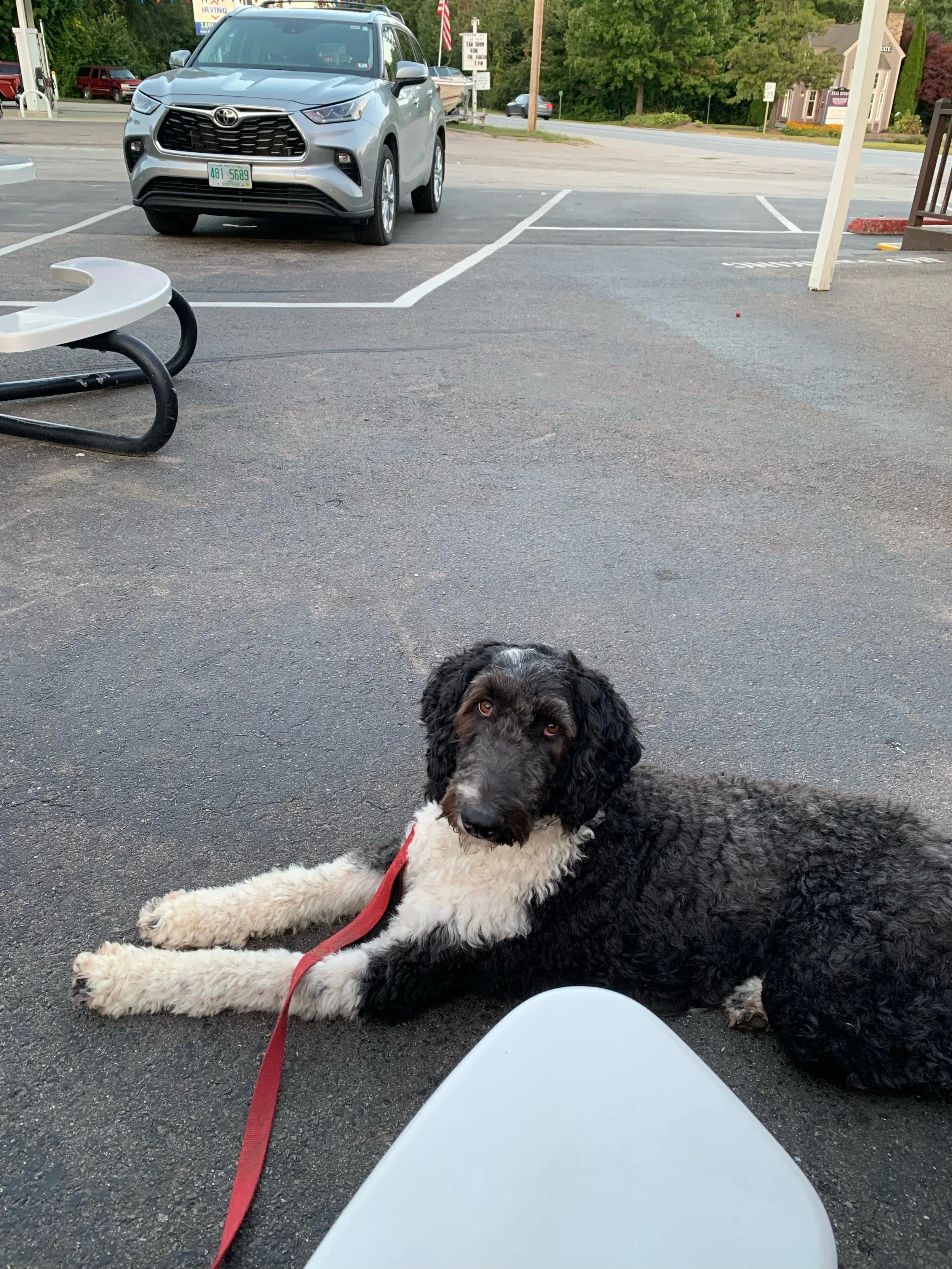 A black and white curly-coated doodle dog lying on asphalt in a parking lot, looking at the camera, with a silver Toyota SUV parked behind.