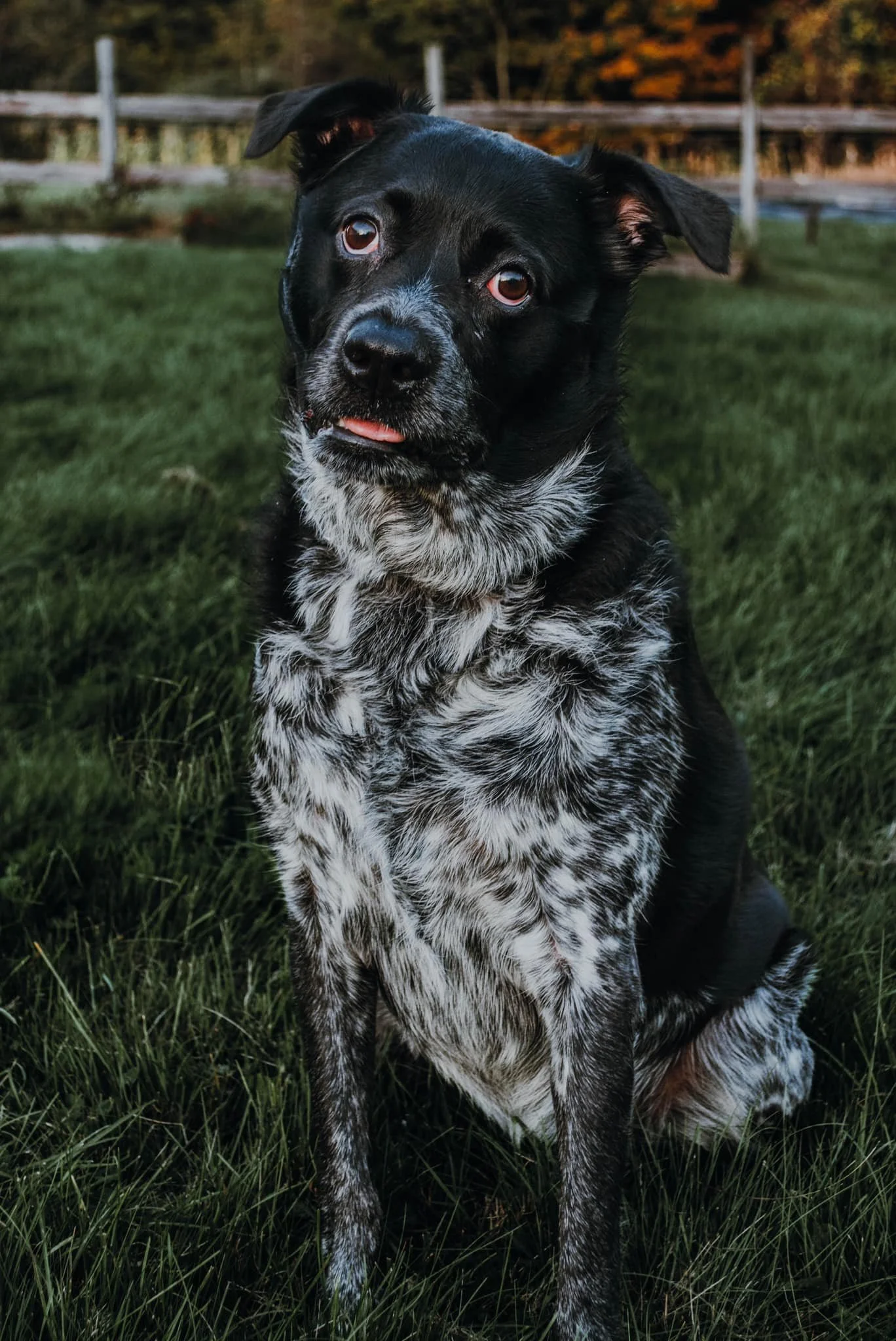 Black and white dog shelter mix with a curious expression sitting on green grass, with a wooden fence and trees in the background during sunset.