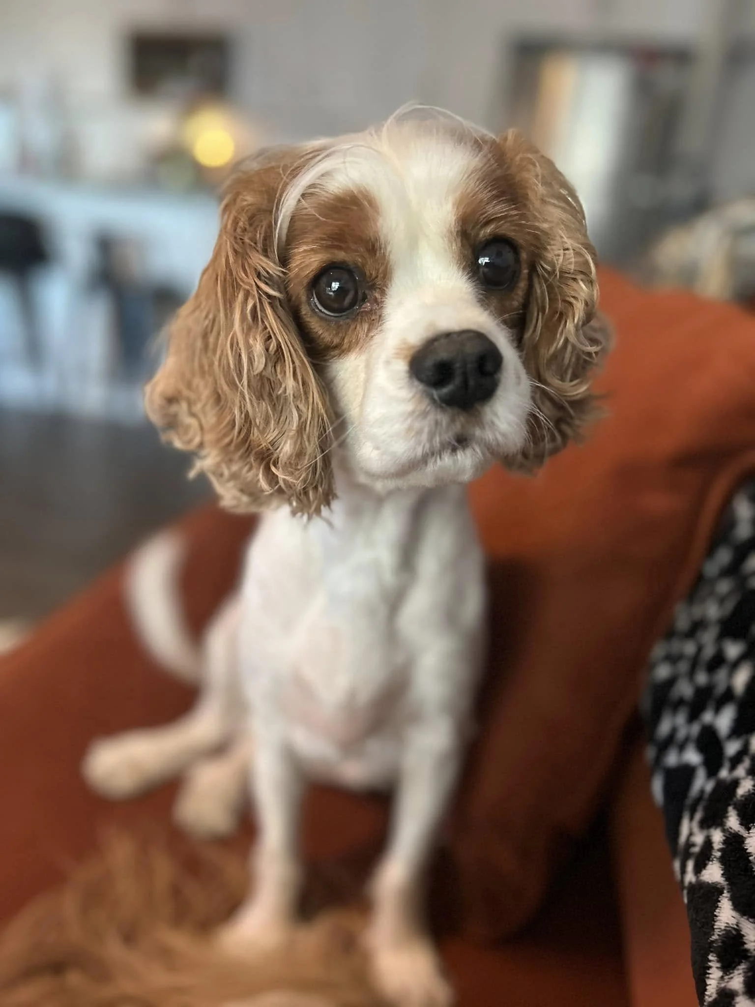 Close-up of a small dog with long, curly, tan ears and white fur sitting on an orange couch, looking directly at the camera.