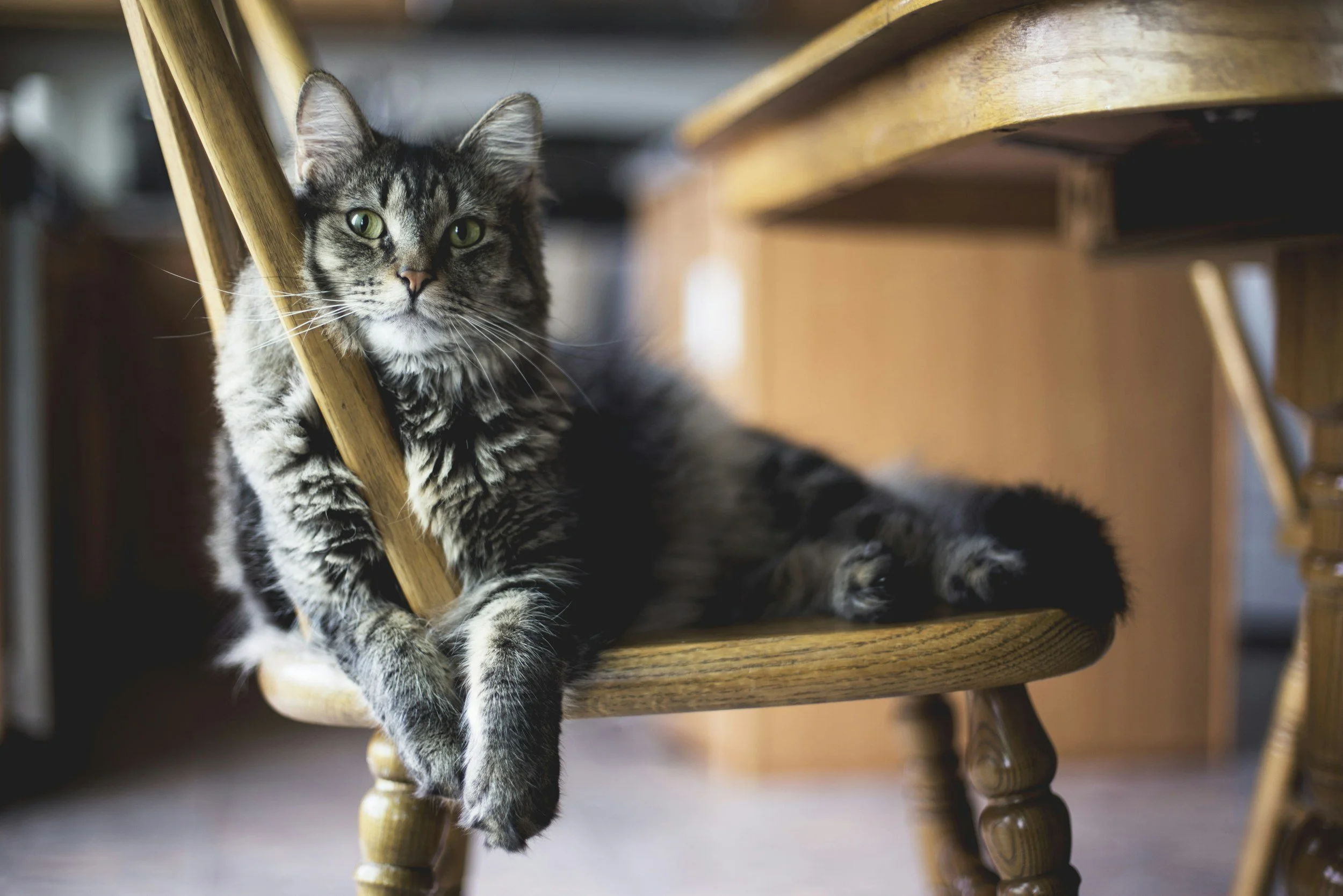 A long-haired tabby cat with green eyes lounging on a wooden chair, resting its front paws over the backrest and lying with its body along the seat.