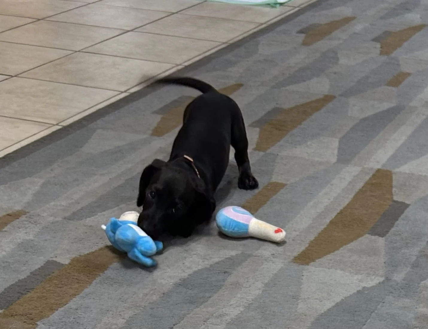 A black puppy playing on a striped gray and brown carpet, holding a plush blue and white toy in its mouth with another toy nearby.