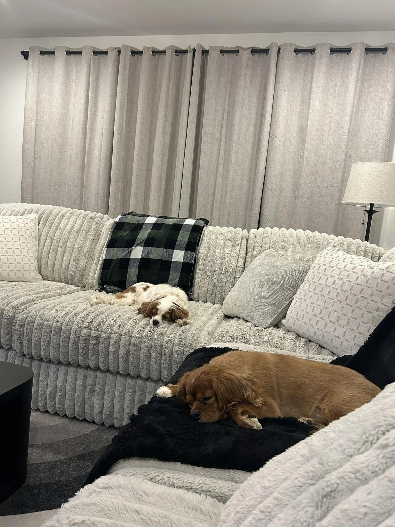 Two dogs sleeping on a cozy, beige, textured sofa in a living room with cream-colored curtains and a floor lamp.