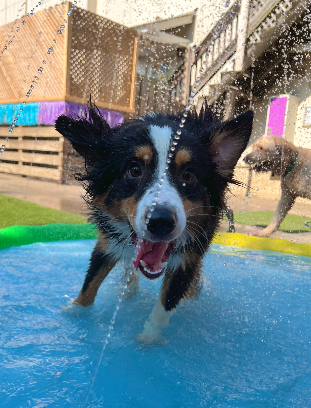 A playful dog splashing in a small pool, surrounded by water droplets.