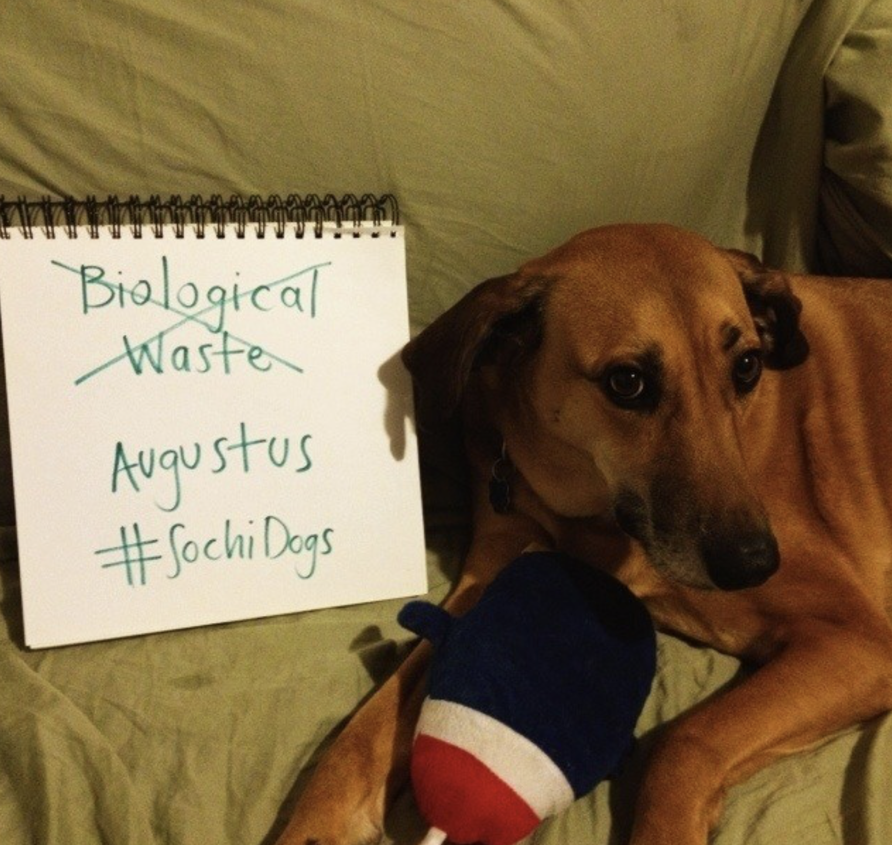 Dogs from all over the world joined!