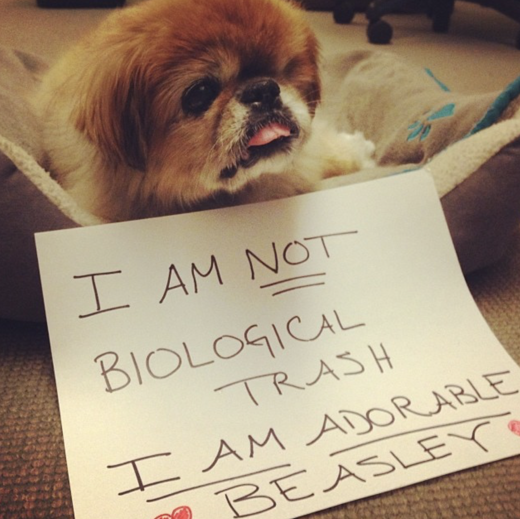 Keep scrolling for many more heroic dogs who joined the movement!