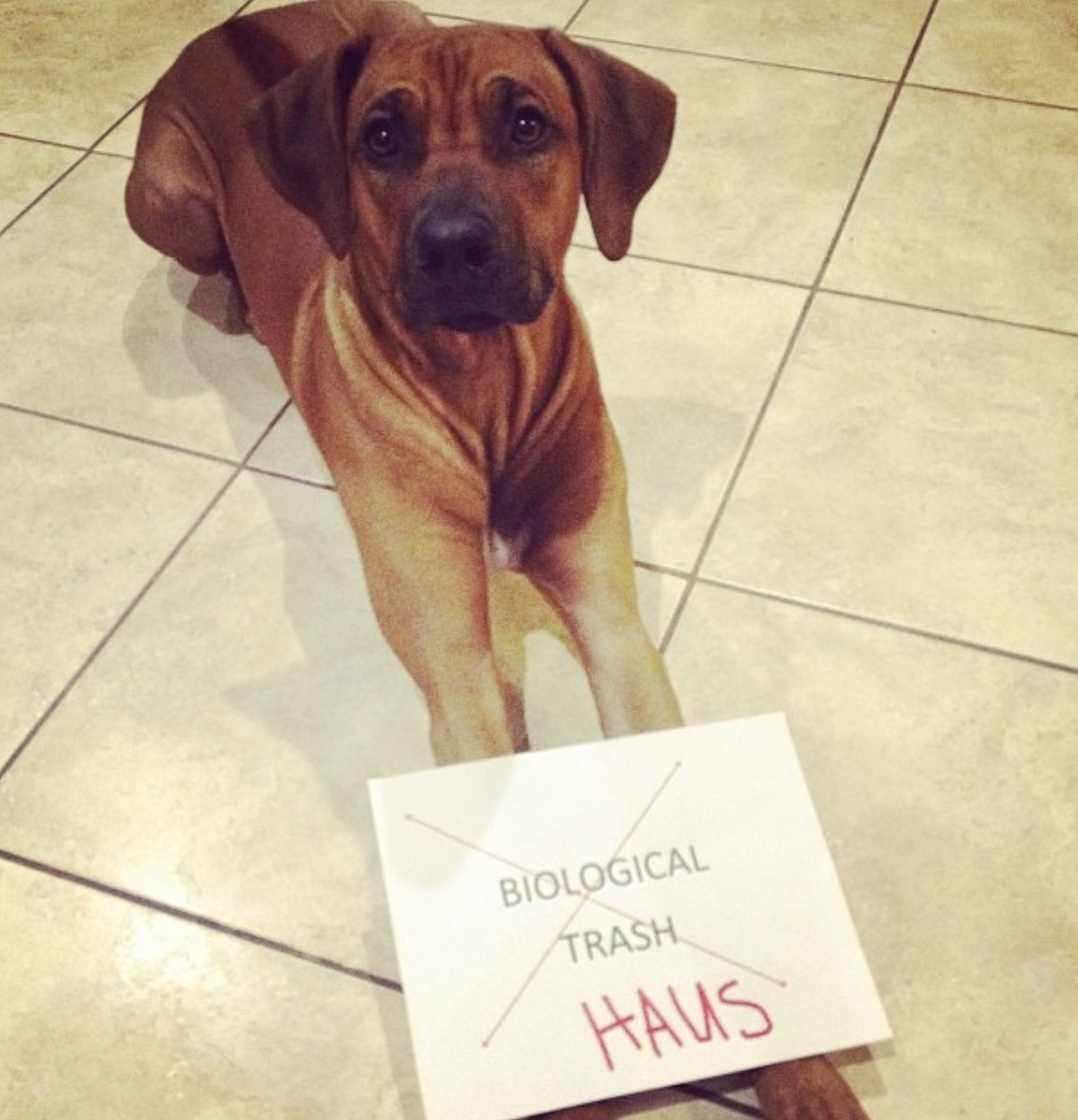 Even #DoghousePupil “Haus Boss” partook!