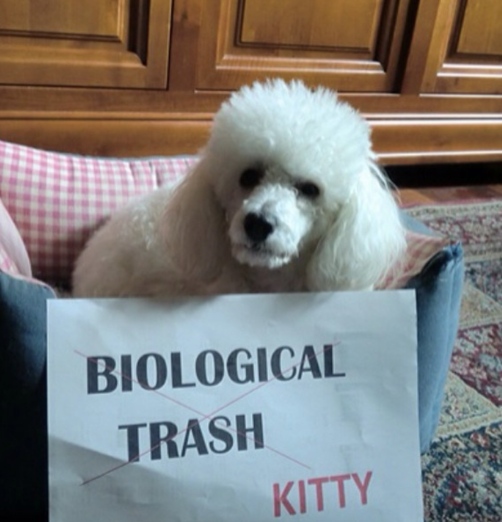 Kitty