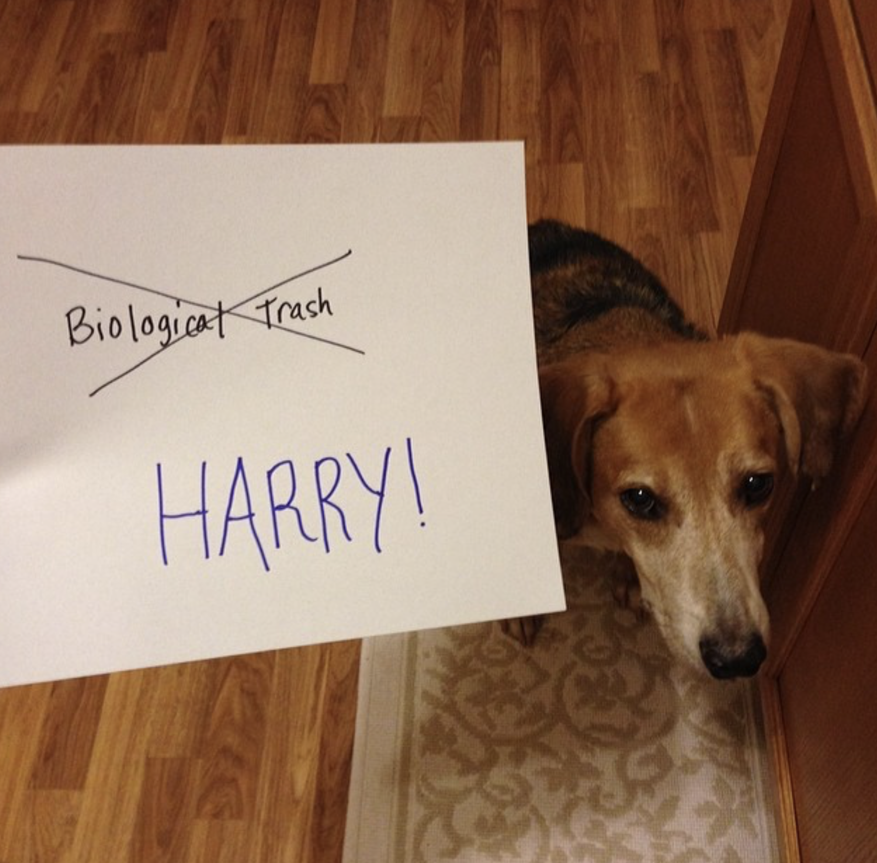 Harry
