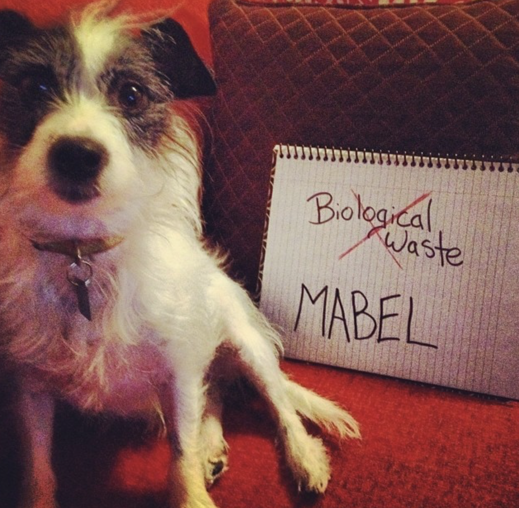 Mabel