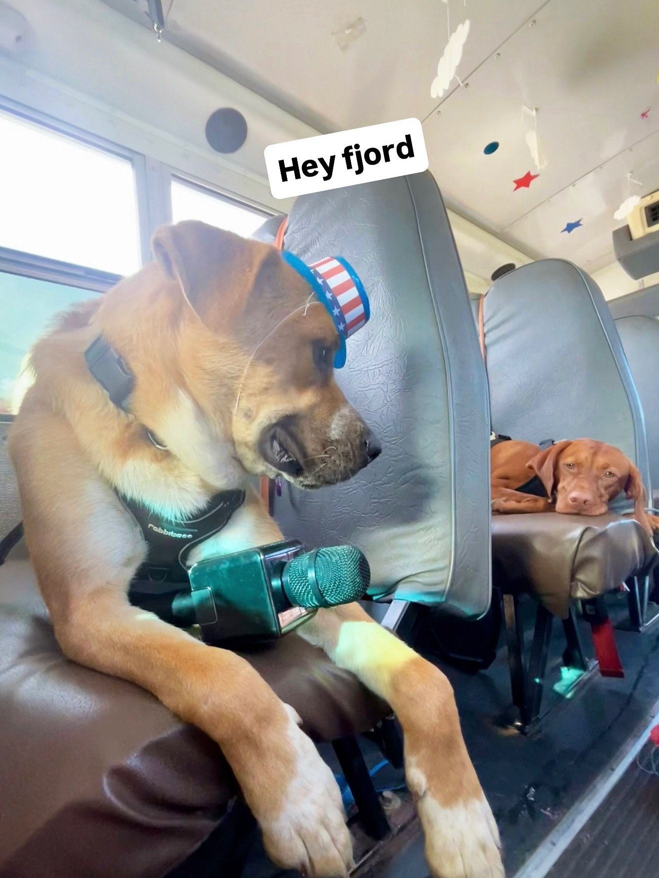 Swipe ➡️ #america 🇺🇸❤️🤍🩵
#happyfourthofjuly #landofthefree #godblessamerica🇺🇸🗽 #thedoghouseschool #doghousepupils #doghousepupil #doggybus #dogbus #dogdaycare #caninecarpool