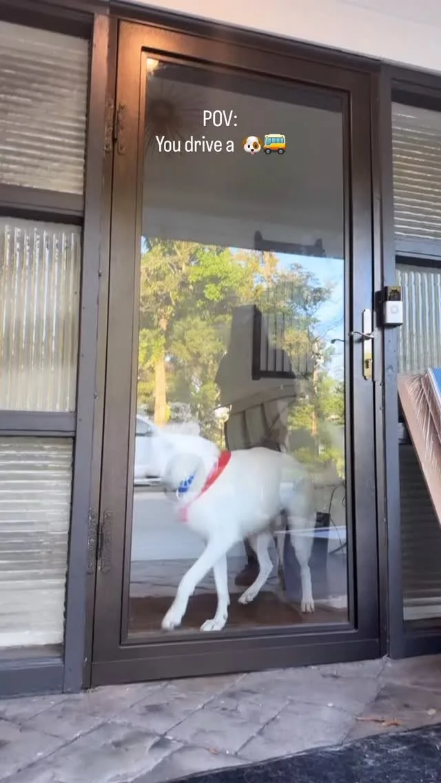#getitman #heknowswhatsup #igetpaidforthis 🐶🚌
#thedoghouseschool #doghousepupils #doghousepupil #caninecarpool #dogbus #doggybus #dogsonabus #dogdaycare #dogsofinstagram #dogsoftiktok #funnydogs #dogsofmemphis #dogbus