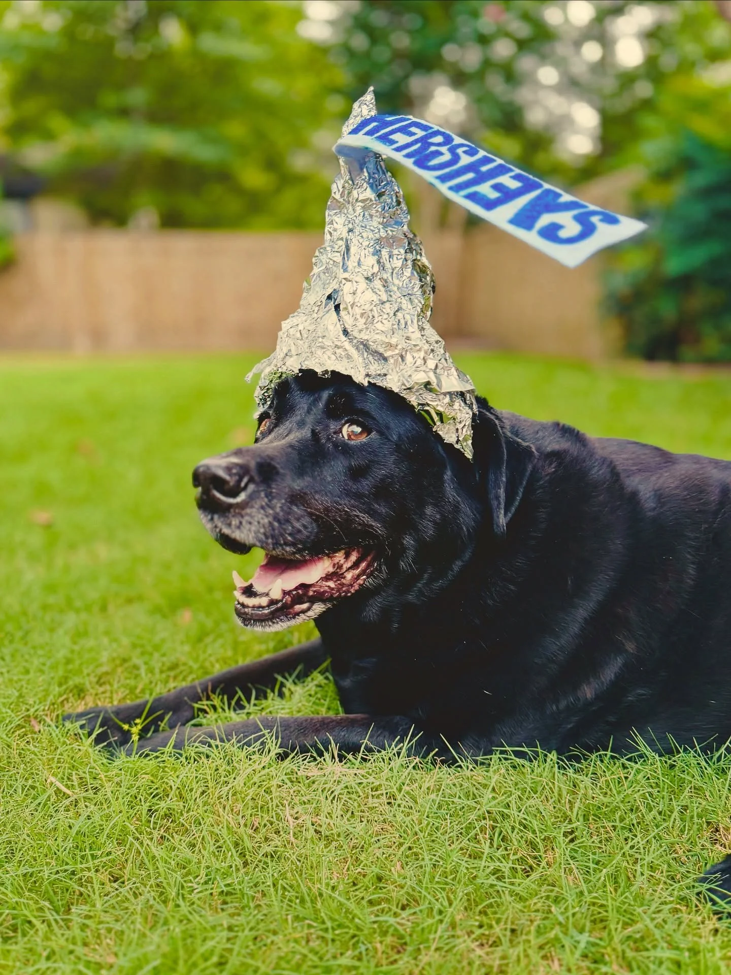 Red made a hat.
Said it channels “sweet genius energy.”
Said it protects his brain from boring thoughts.
Said we should all probably try harder…
He’s not wrong.
Join 🎓 Mr. Red next #HumpDay for a grand ole #wackyhatwednesda