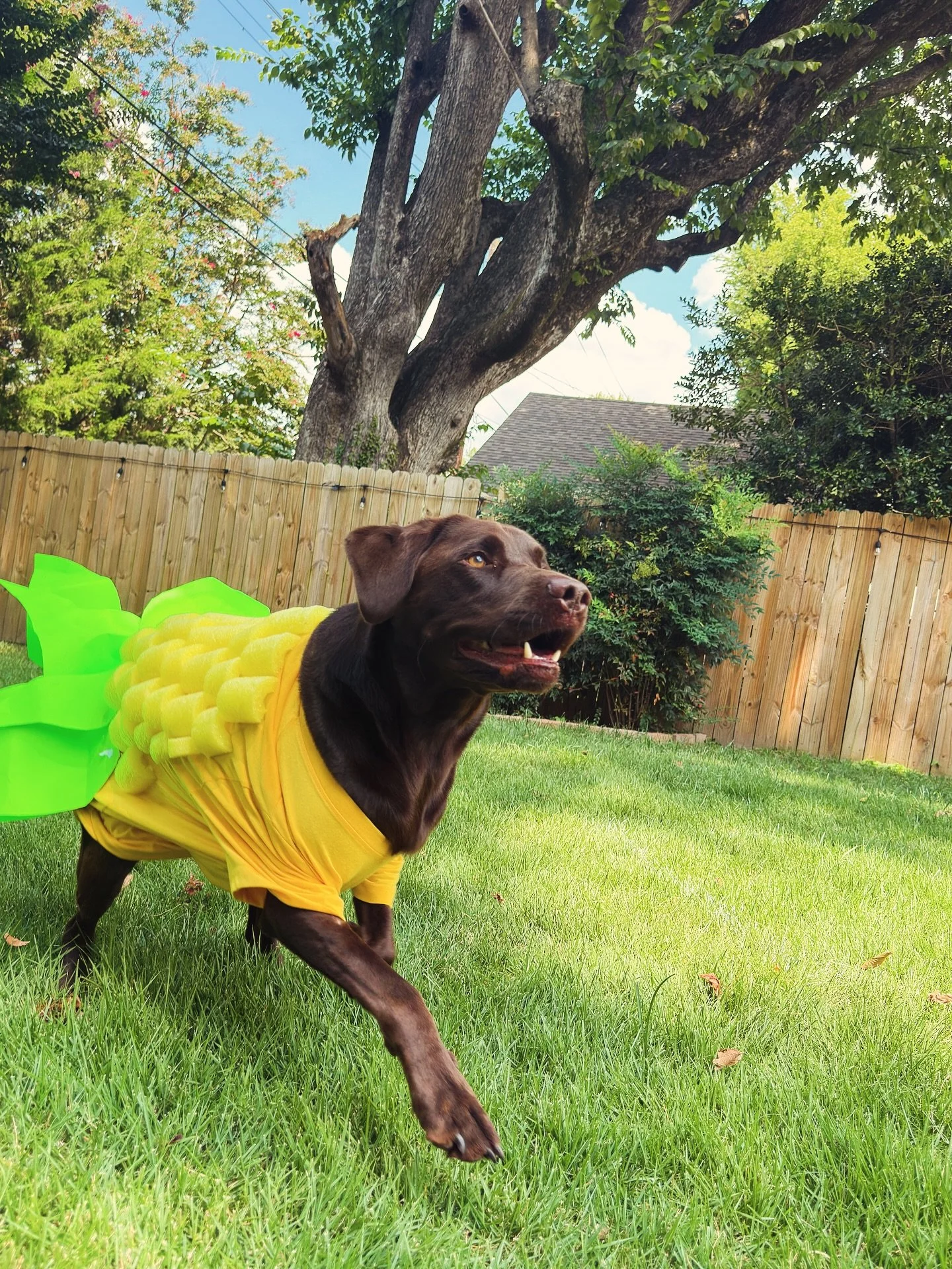 🌽🐾 Corn to Be Wild – TOMORROW!
We’re turning #TheDoghouseSchool into a cornfield of cuteness! From corny crafts to corny jokes, your pup will rock a handmade corn tee and strut into the spotlight for their Corn Day School Picture. 📸✨