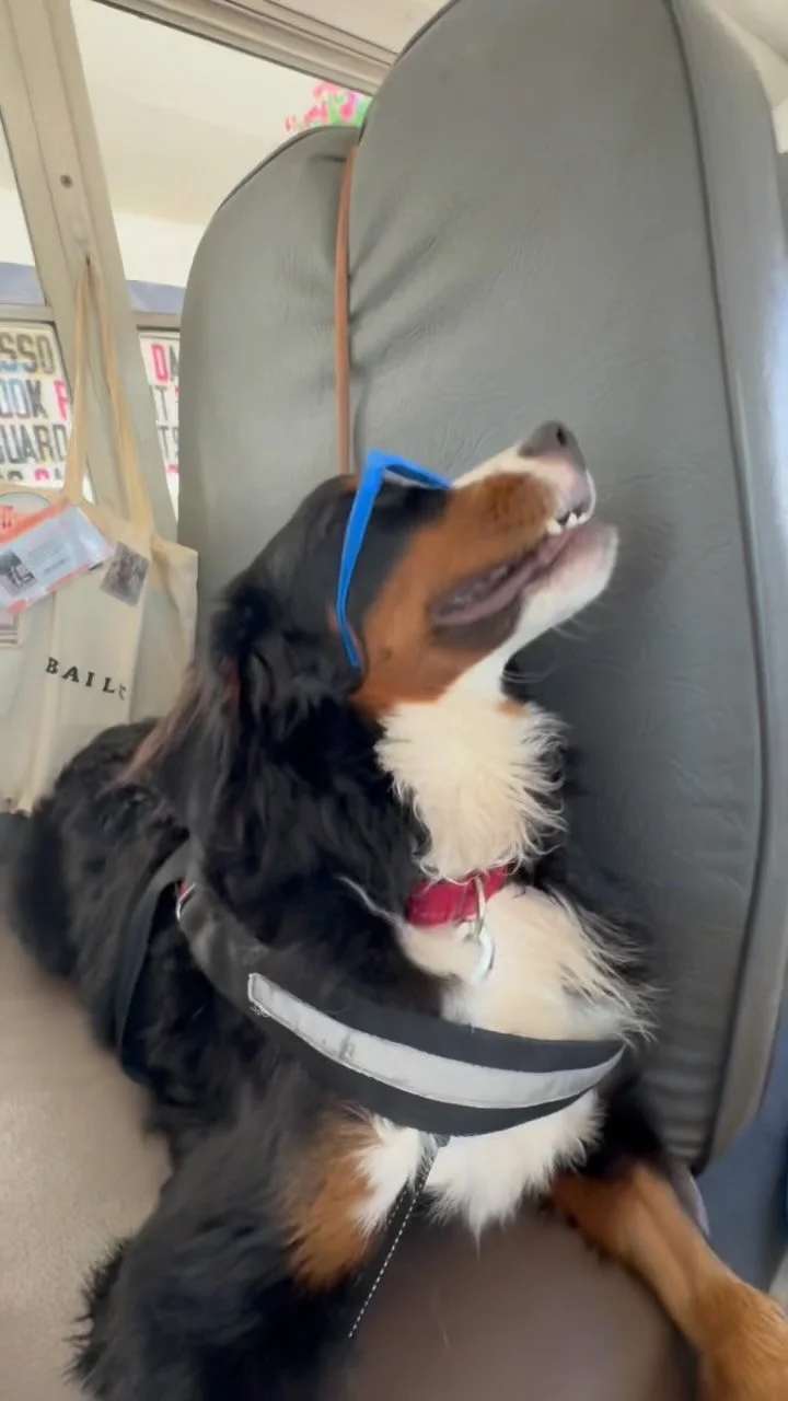 Put Ya Puppy Shades On 🕶️🐾
@e40
#stunnashades #e40 #dogbus #dogdaycare #trendingsongs #getlikeme #theynotlikeus