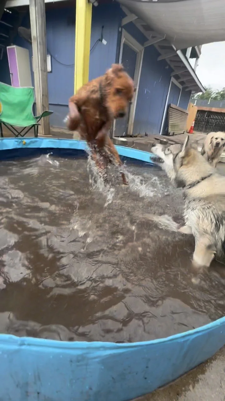 Water 💦 Earth 🌱Fire 🔥Wind 💨….. and lots of it, minus the fire, no fires allowed at skewl 🏡
Are you: A) Splash Bender B) Dirt Bender C) Zoomie Bender D)Breeze Bender
Who is the Avatar: The Last Pupbender?!? 🐾
#thelastairbender #elemen