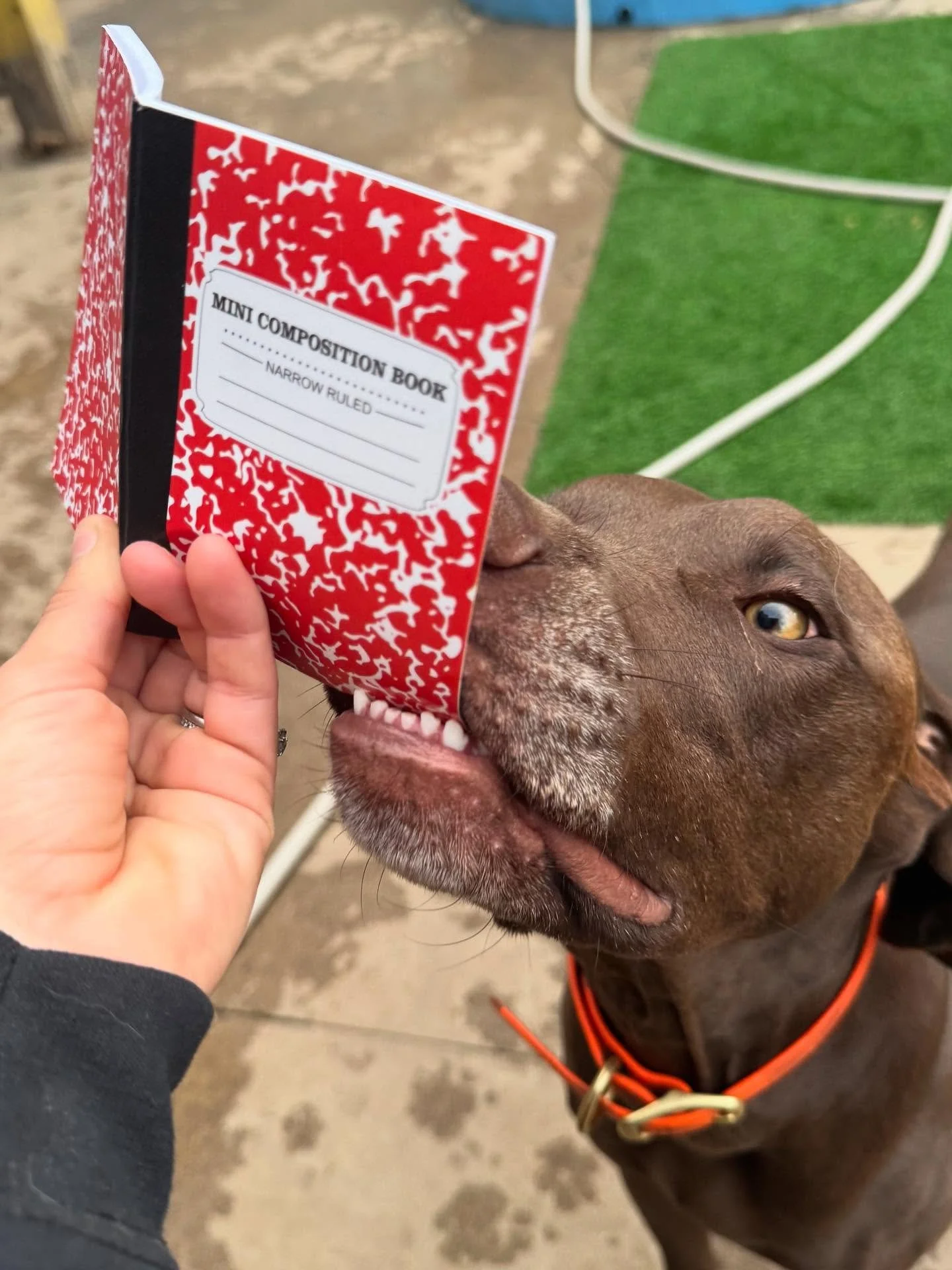 Psssst… Did you hear the news 🗣️ Mini journals are 🔙. Don’t have a journal yet? Book recess + more for your pup to receive their very own diary 📔.
Let your pupil earn some writing skills ✍🏼 while you read about there day, school dr