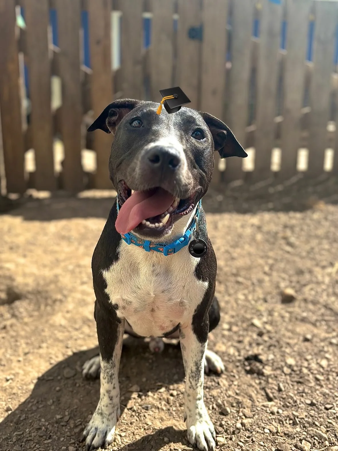 Meet Luke 🐾🐶,
Luke is looking 👀 for his FUREVER home 🏠. As you can tell he has the swaggiest 😎 white socks 🧦 and is extra stylish with his 🍕 pizza collar.
He’s has a new growing love for group play here at the Doghouse and even a new