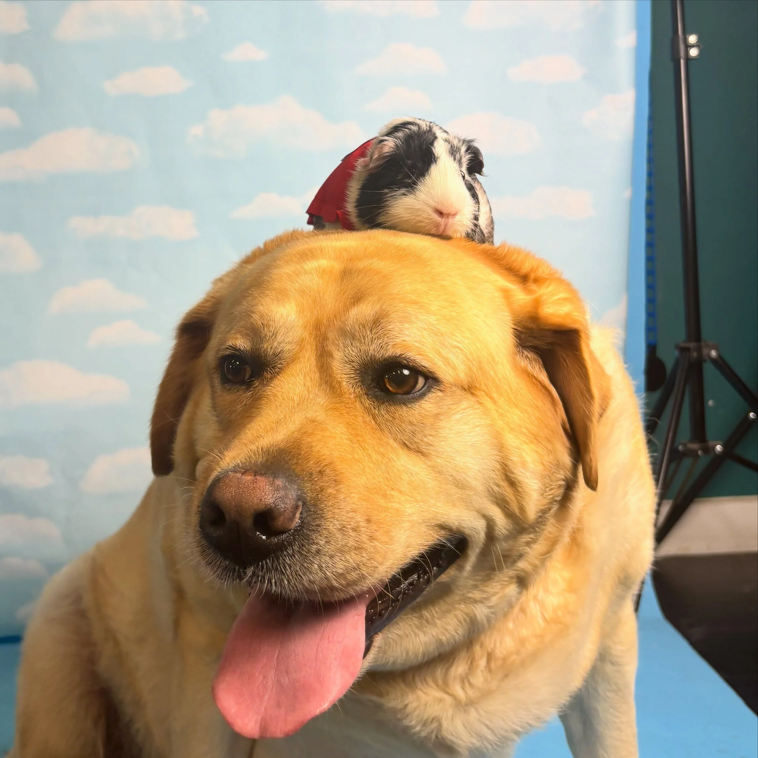 🐹WONDERPETZ DAY @thedoghouseschool 🦸 We met 4 special guests: Nezuko, Runa, Jin-Woo and Ace!🐾&hearts;️ 

#guineapigoftheday #dogdaycare #gentledog #wonderpets #meetandgreet
