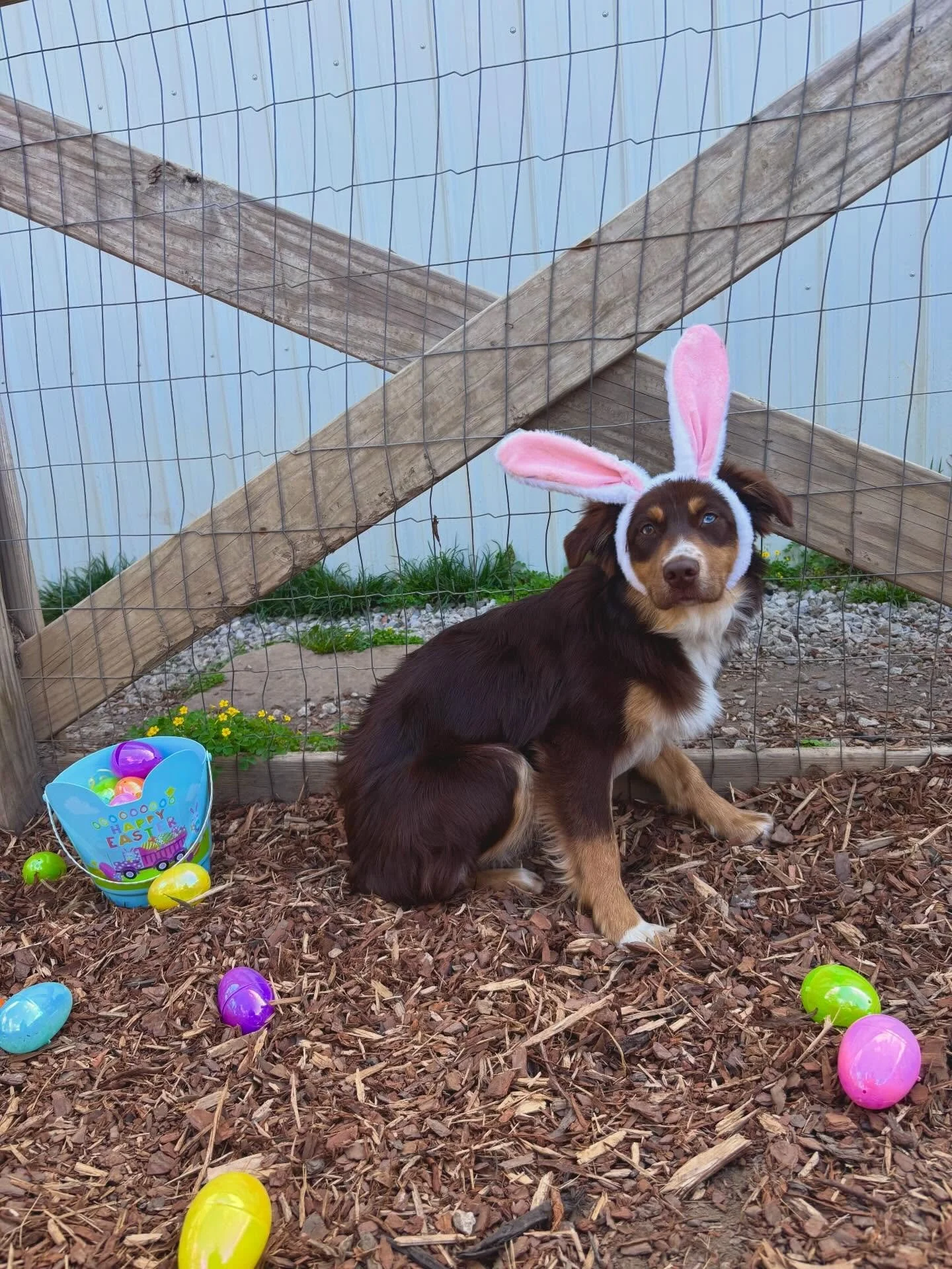 🔍On the hunt for the Easter Bunny🐰🐾 
Step One: follow the egg trail! 🥚👀💐

#easteregghunt #dogeaster #bunnydog #dogdaycarelife #easter2026