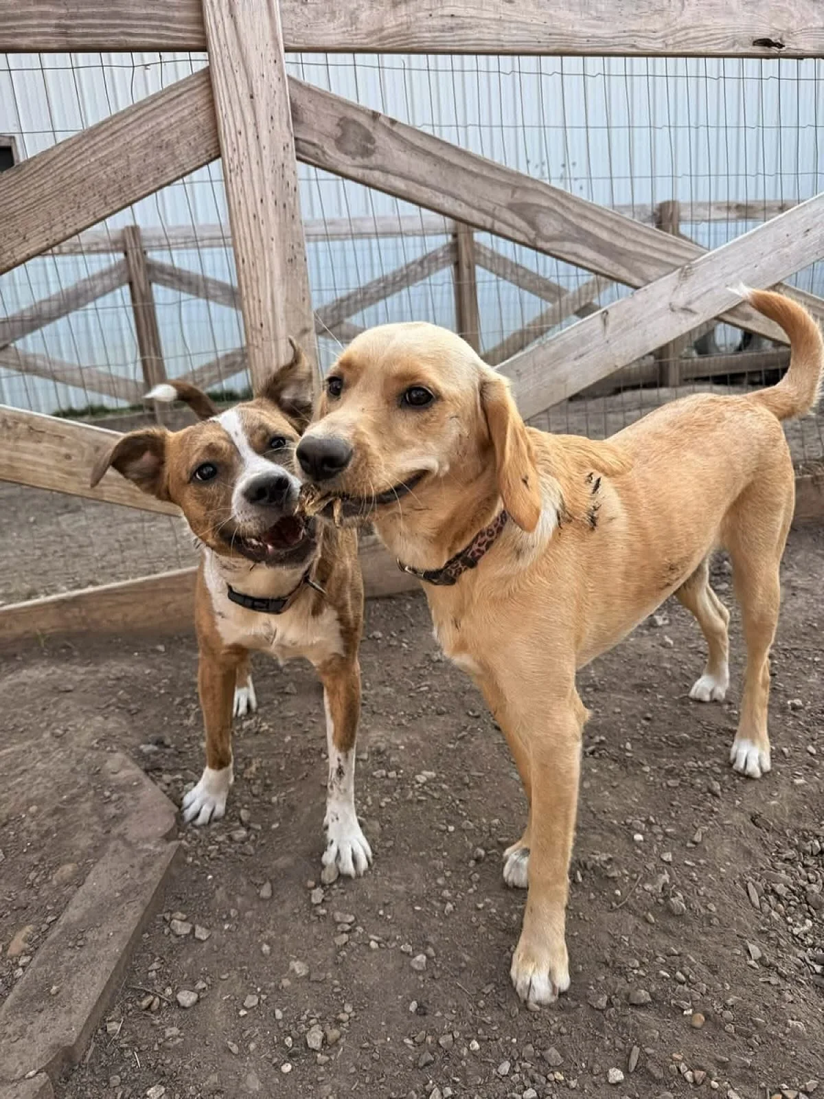 Find you a #bestie who shares your tiny stick obsession 🪵🐾

&bull;
&bull;
&bull;
#dogdaycarefun #dogsbestfriend #dogstick #mybestfriend