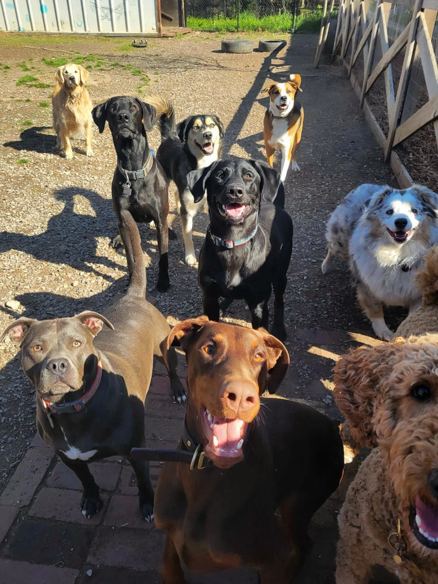 Where you go, we go, #together 🐾🎾⭐️

&bull;
&bull;
&bull;
#wegotogether #tennisballs #saycheese #dogdaycarelife
