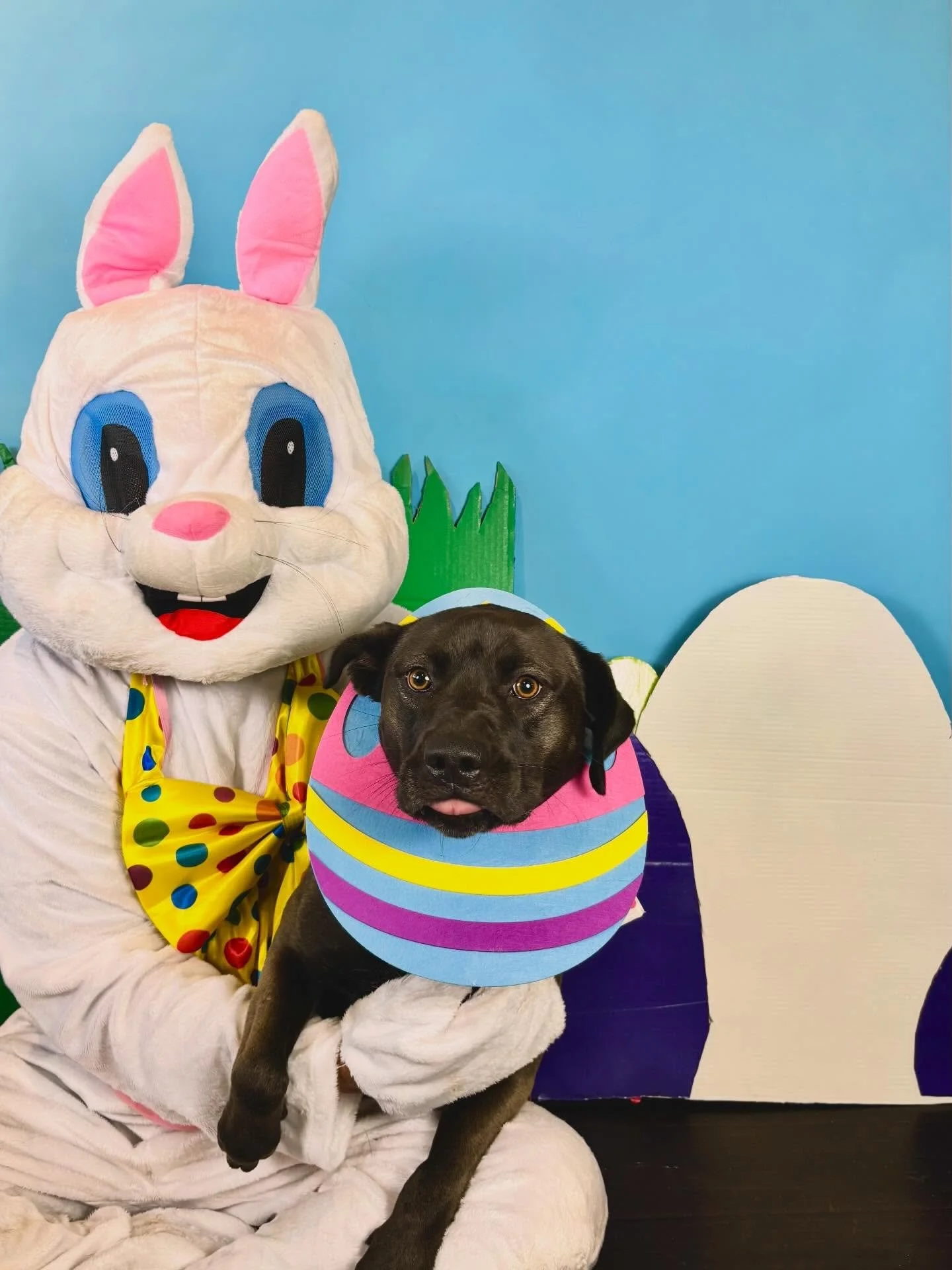 Hoppy Easter 💐 from Peter Cottontail 🐰 &amp; The Doghouse School Crew 🐾😎

#easter2026 #easterdog #dogdaycarelife #somebunnylovesyou #happyeaster