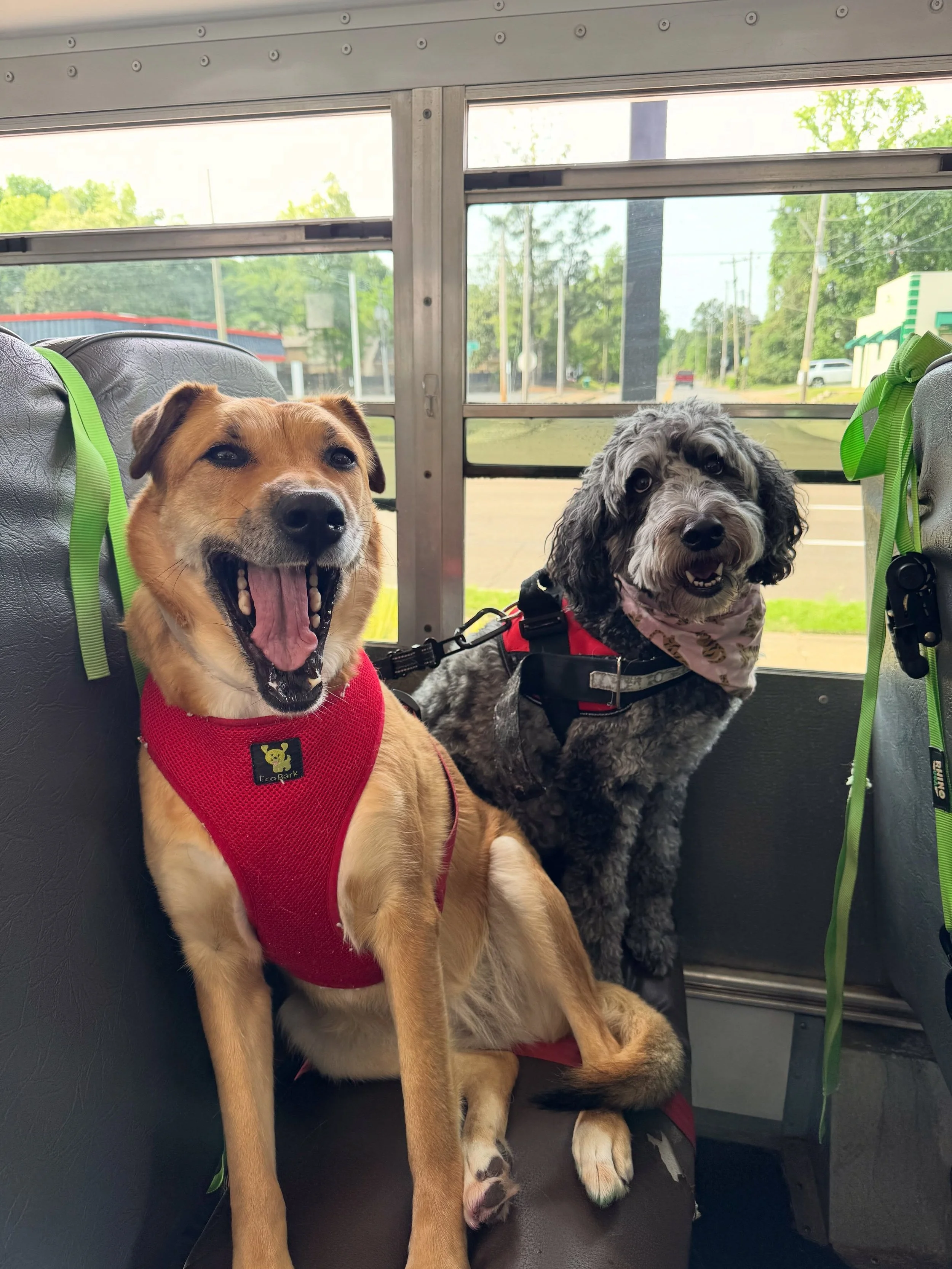 🥇#fieldtrip of #2026 🐾 Another exciting #memphis mural tour 🚌🎨🫟 just take a 👀!
What Field Trips have your pups been on? 
🗣️💬👇🏼 Comment Below! 

#dogdaycare #dogbus