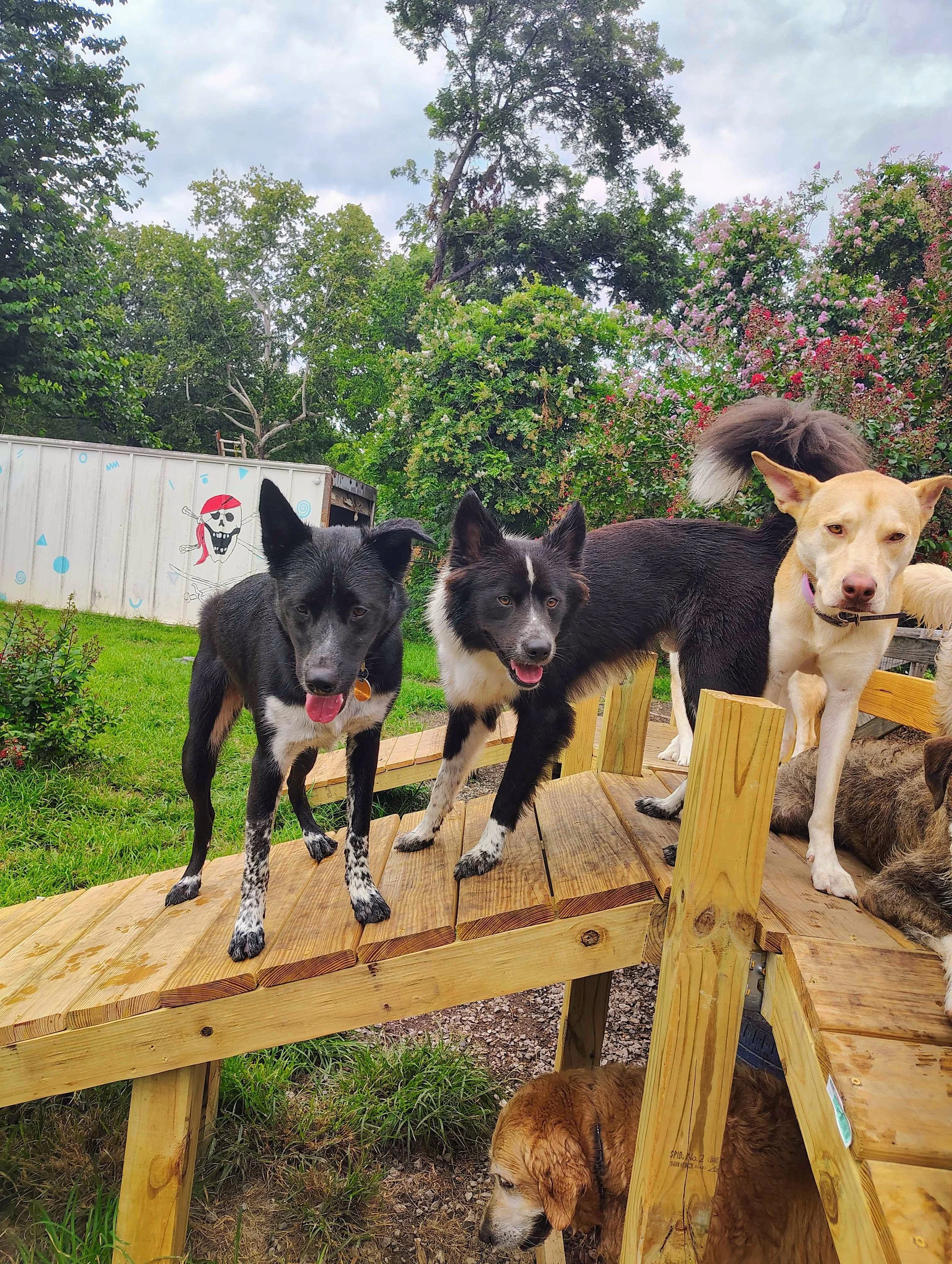 Our little Backyardigans have been LOVING their new jungle gym 🛝⏭️ Come explore with us!!

#thebackyardigans #junglegym #dogdaycarelife #dıy #dogyard