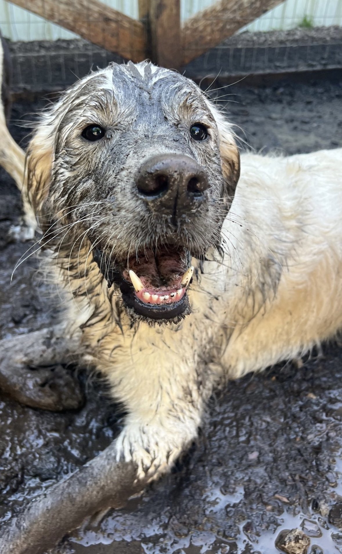 Happy dog covered in mud sitting on the ground.