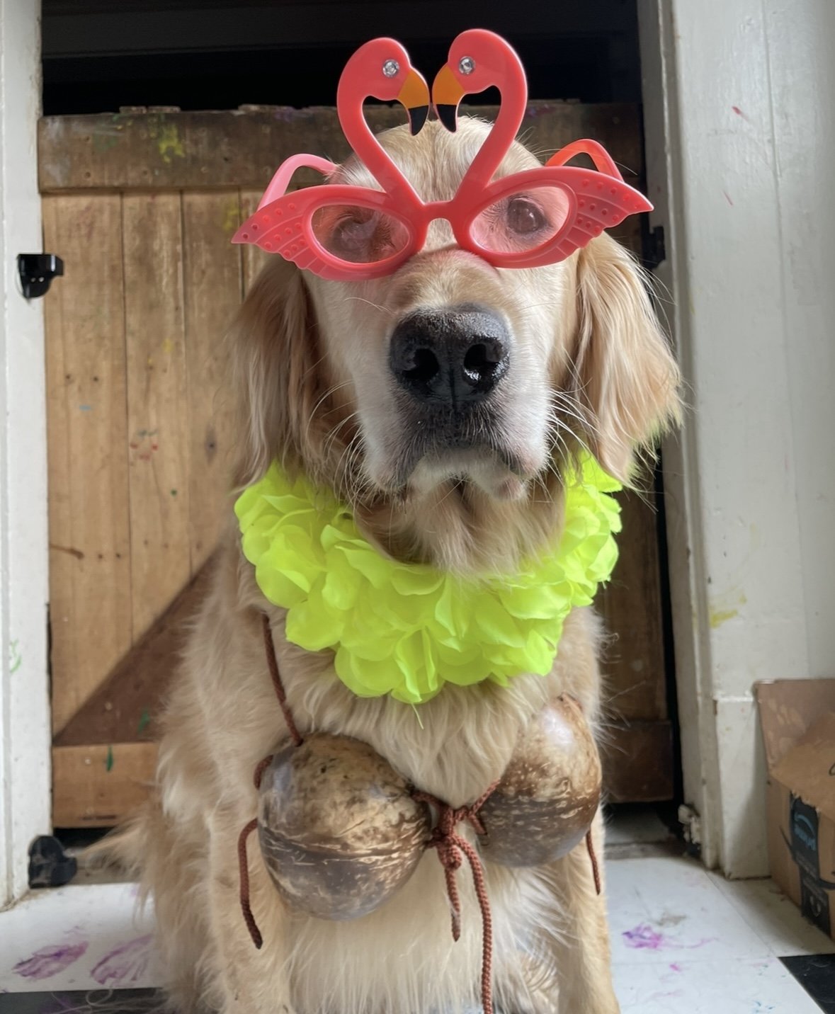 Golden retriever dog wearing pink flamingo sunglasses, a yellow lei, and coconut bra, standing indoors.