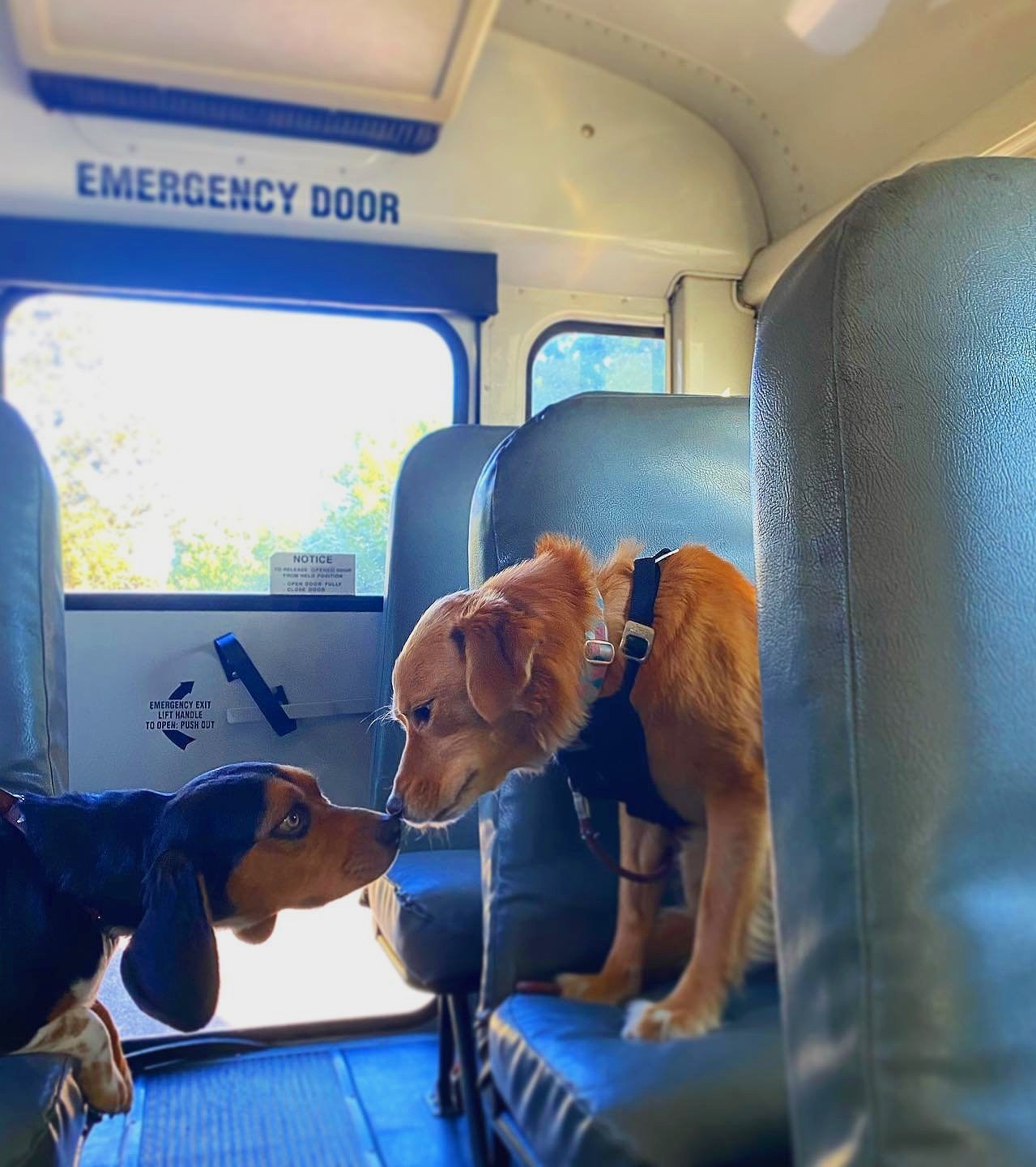 The Doghouse School - Image 1