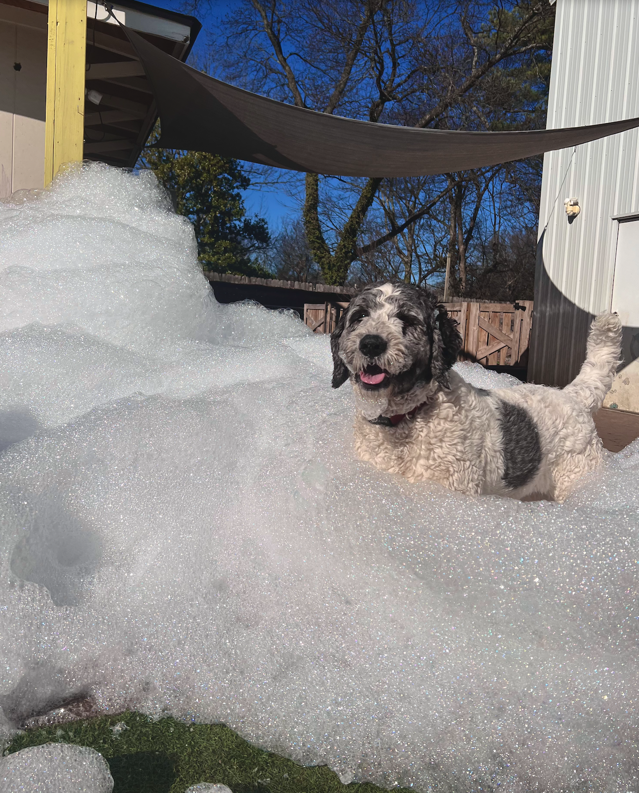A black and white dog playing in a large pile of bubbles outdoors, with trees and a building in the background.