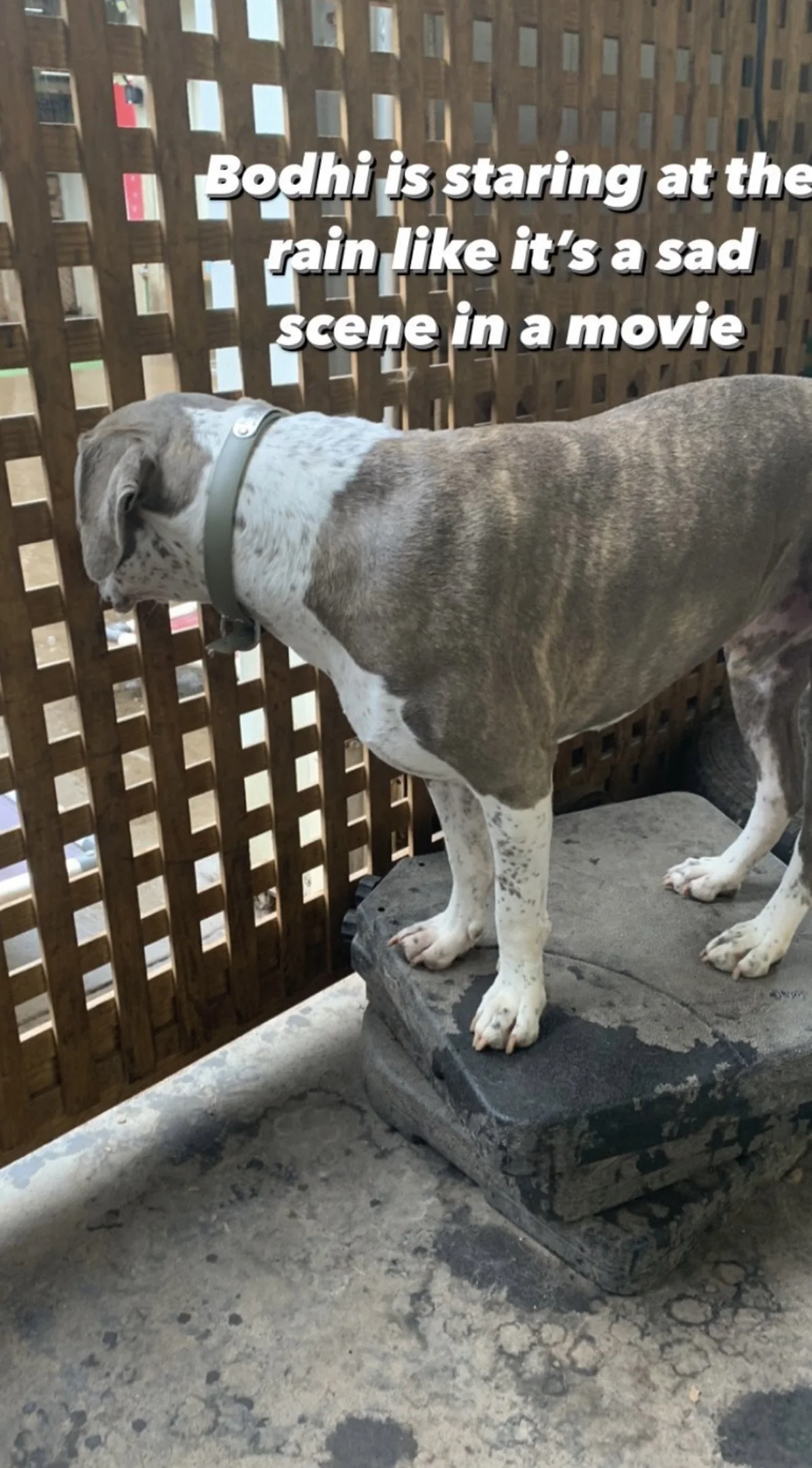 IMG_5871.jpeg