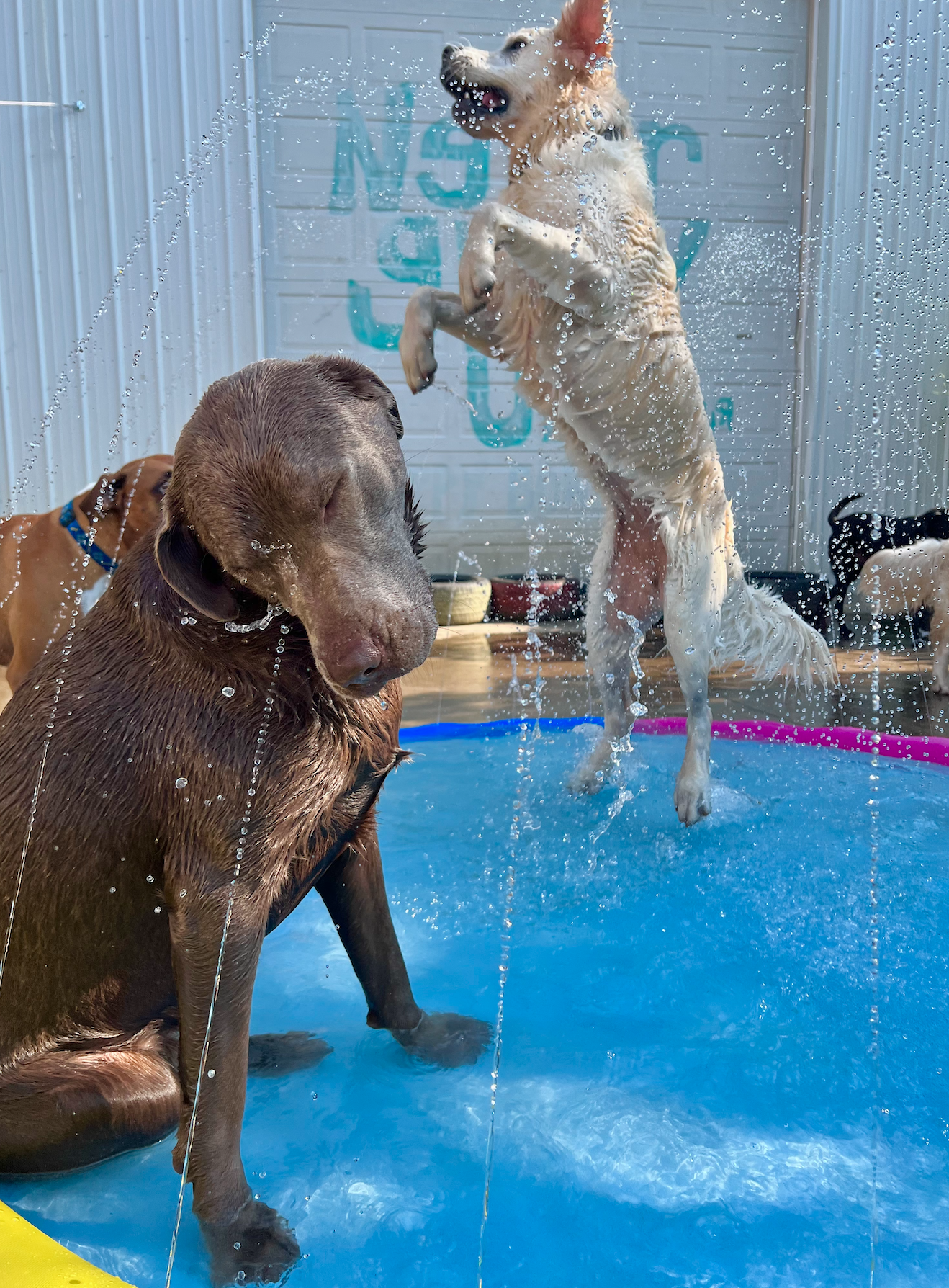 Dogs playing in a kiddie pool with water spraying.