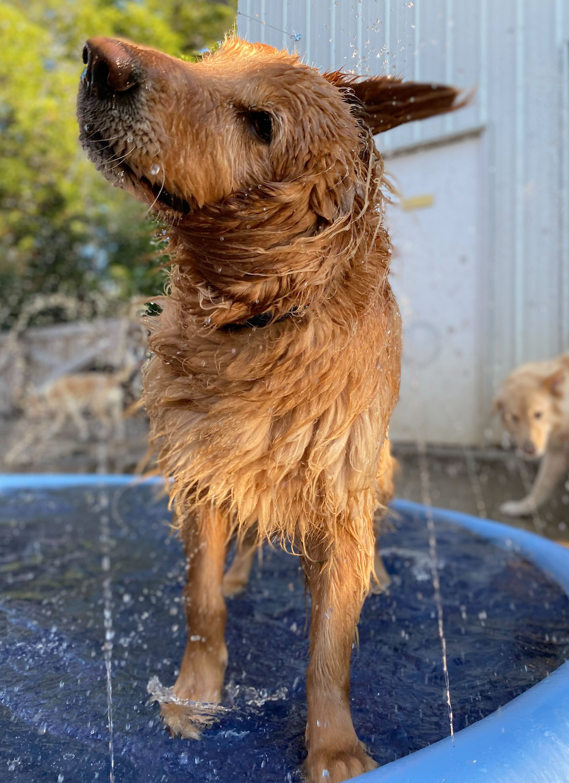 Golden retriever shaking water off in a kiddie pool outdoors.