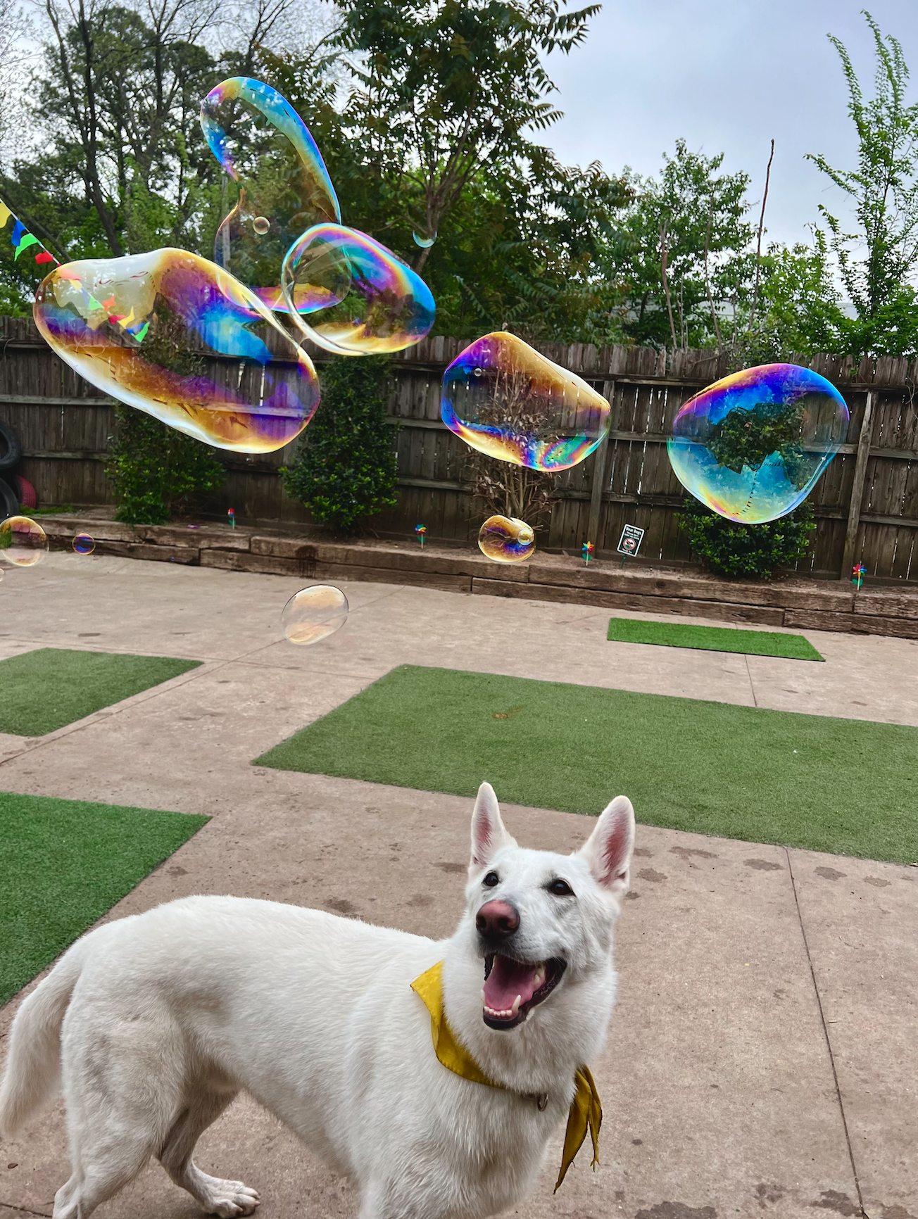 A white dog wearing a yellow bandana stands on a patio, looking at large colorful soap bubbles floating in the air. There is a wooden fence and green plants in the background.