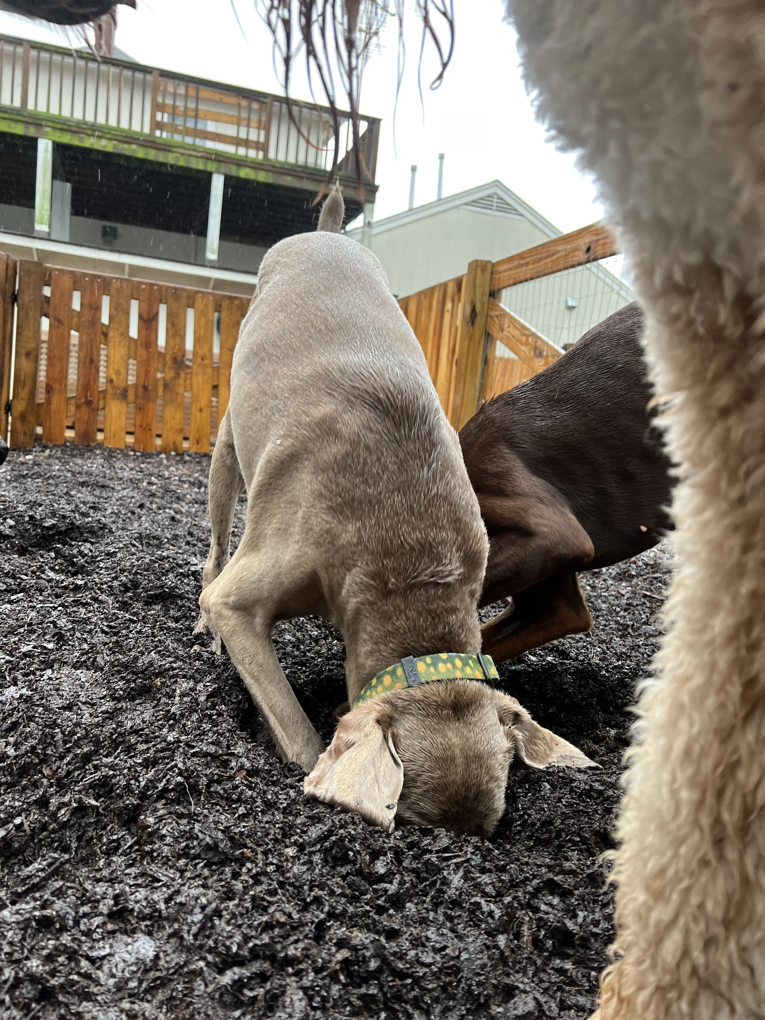 The Mulch Box - The Doghouse School