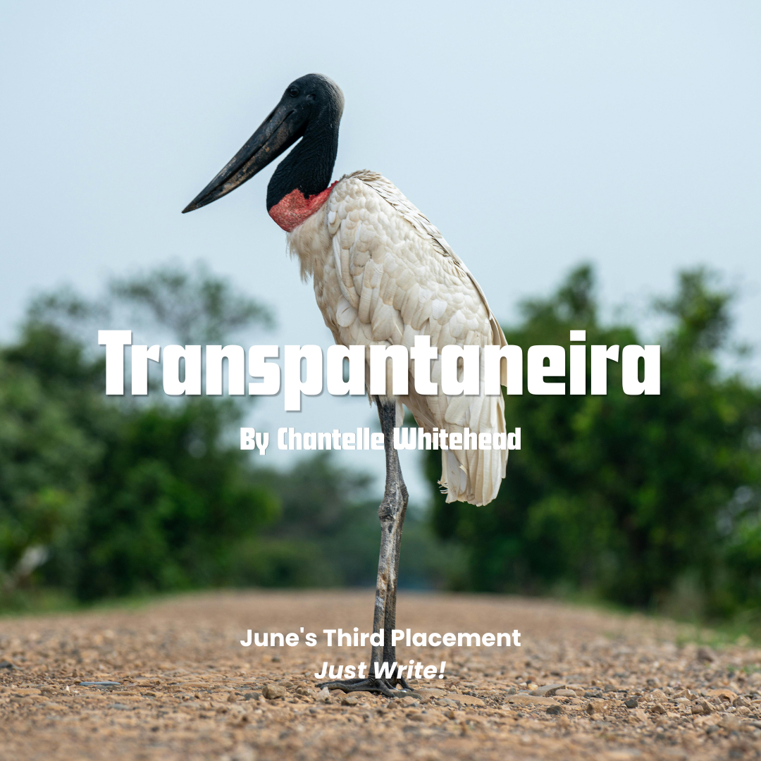‘Transpantaneira’ by Chantelle Whitehead