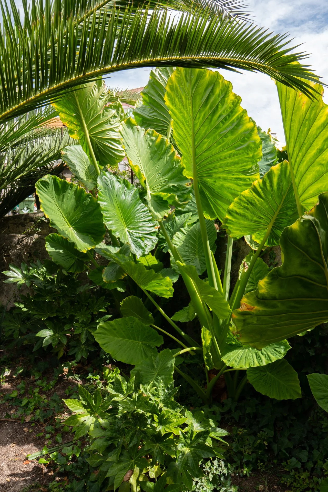 garden-design-ajuda-lisbon-portugal.jpg