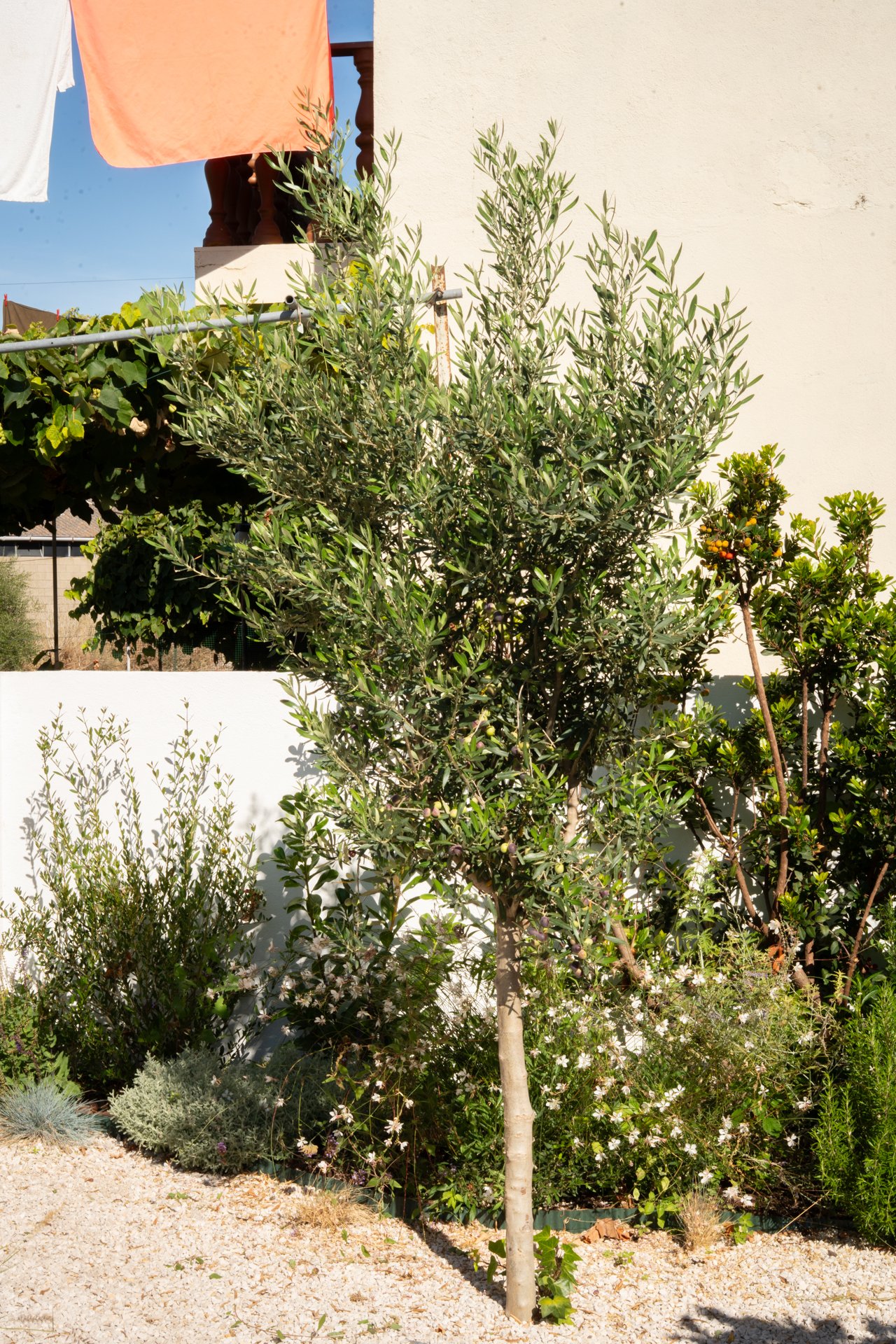 garden-design-beato-lisbon-portugal.jpg