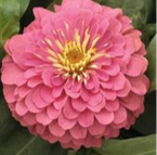 Magellan Zinnia PINK new color!