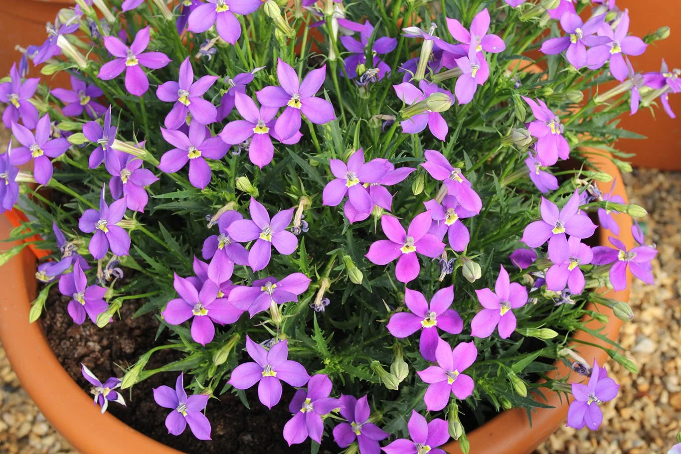 Isotoma FizzPop Blue VIOLET